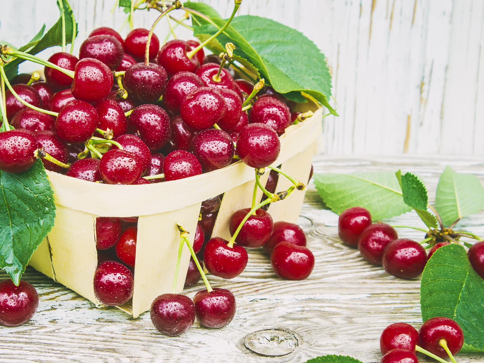 Спелые красные вишни в корзинке на столе