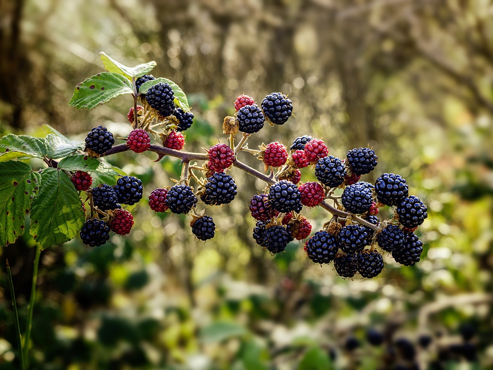 Черные ягоды ежевики на ветке 