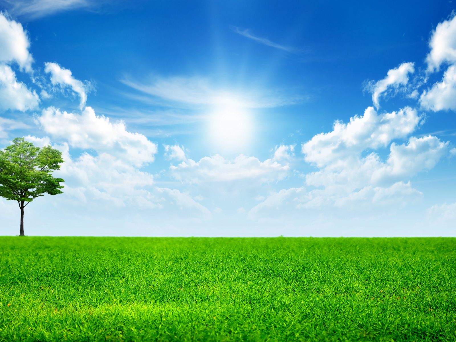 Green grass under the bright sun in the blue sky with white clouds
