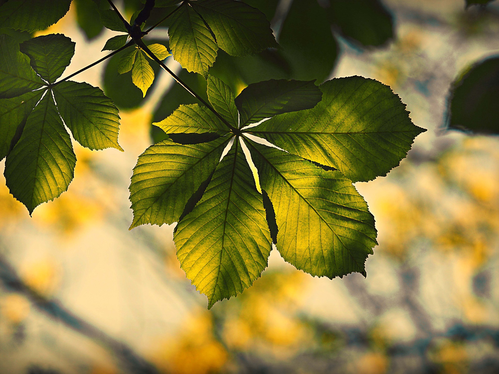 Зеленый лист каштана в лучах солнца