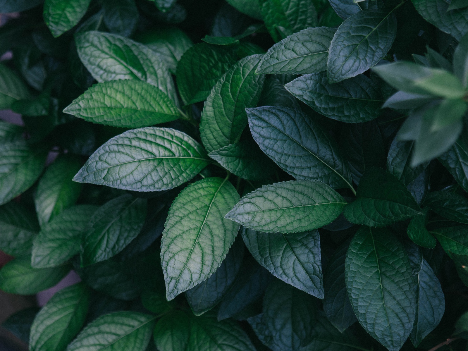 Зеленые листья куста крупным планом