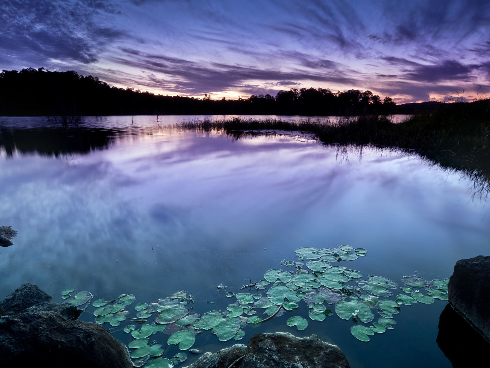 Зеленые листья водяной лилии в пруду на фоне неба в сумерках