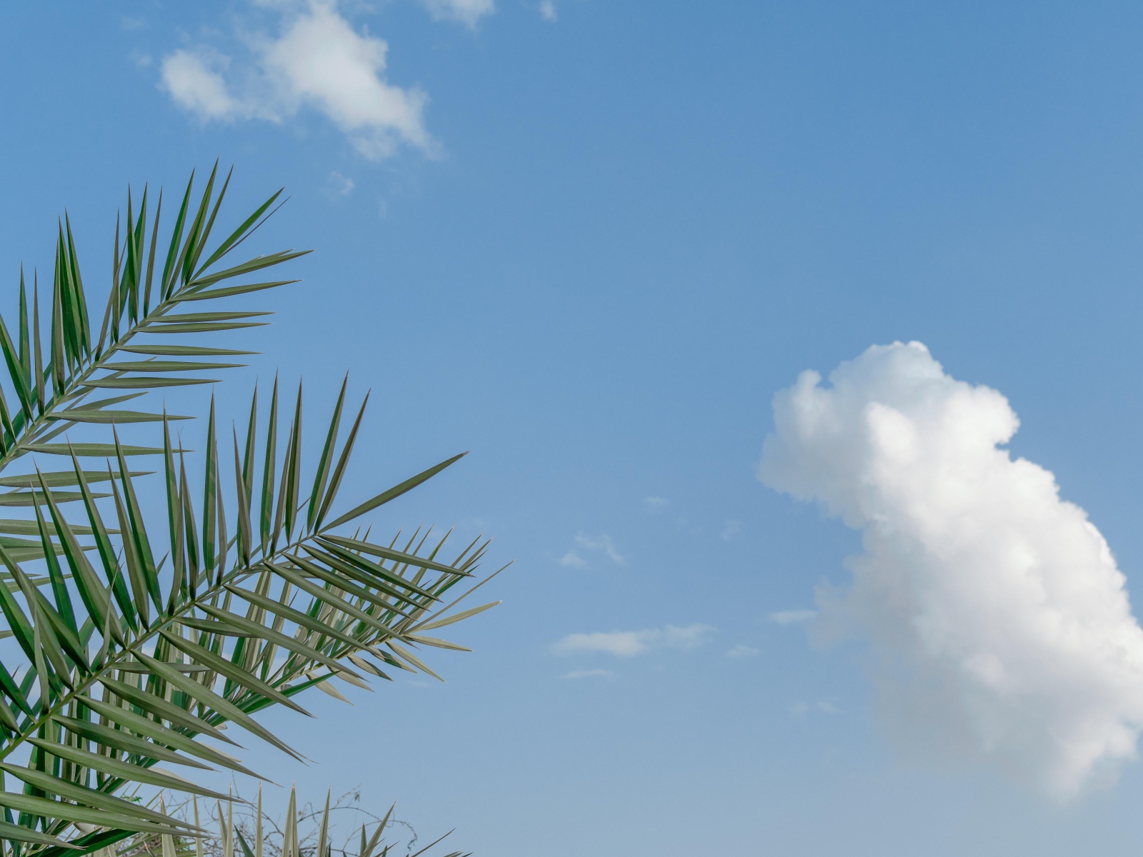 Зеленые пальмовые ветви на фоне голубого неба