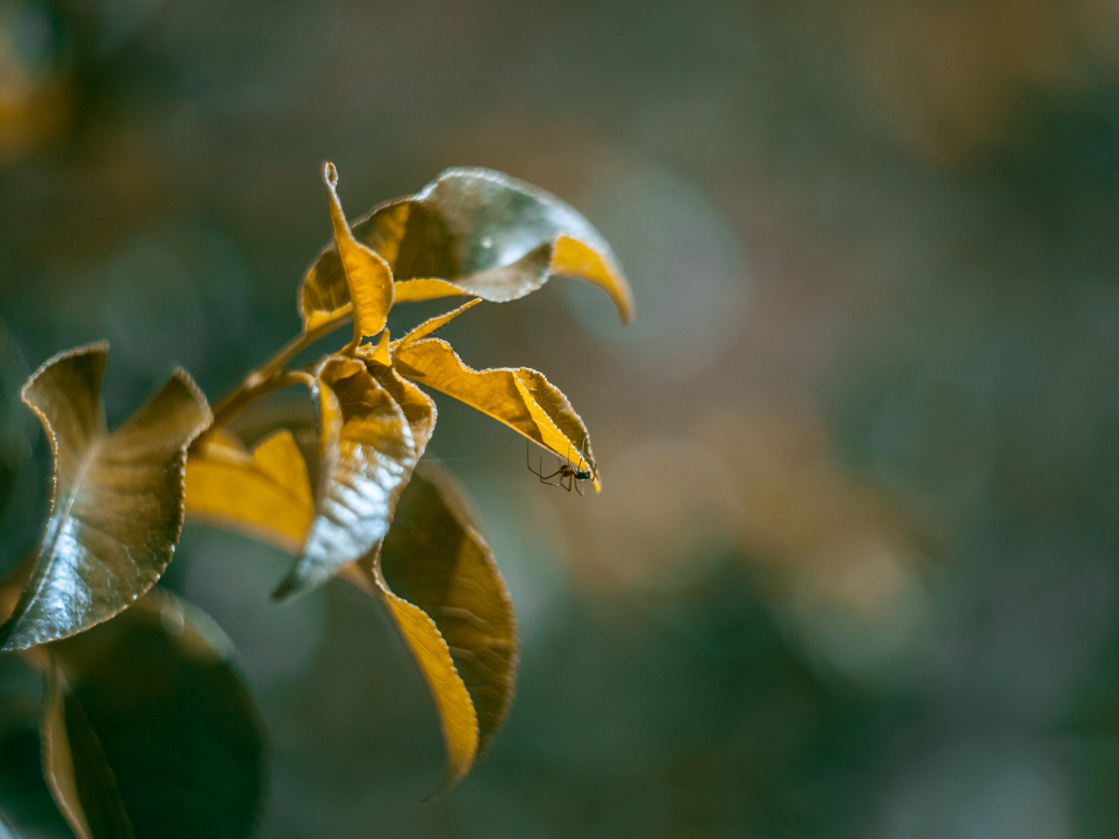 Зеленые сочные листья в лучах солнца 