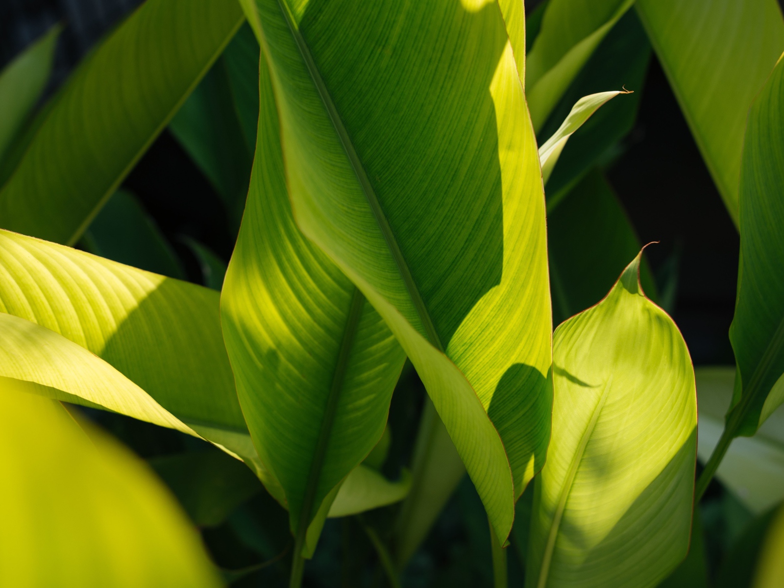 Много зеленых листьев растения в лучах солнца