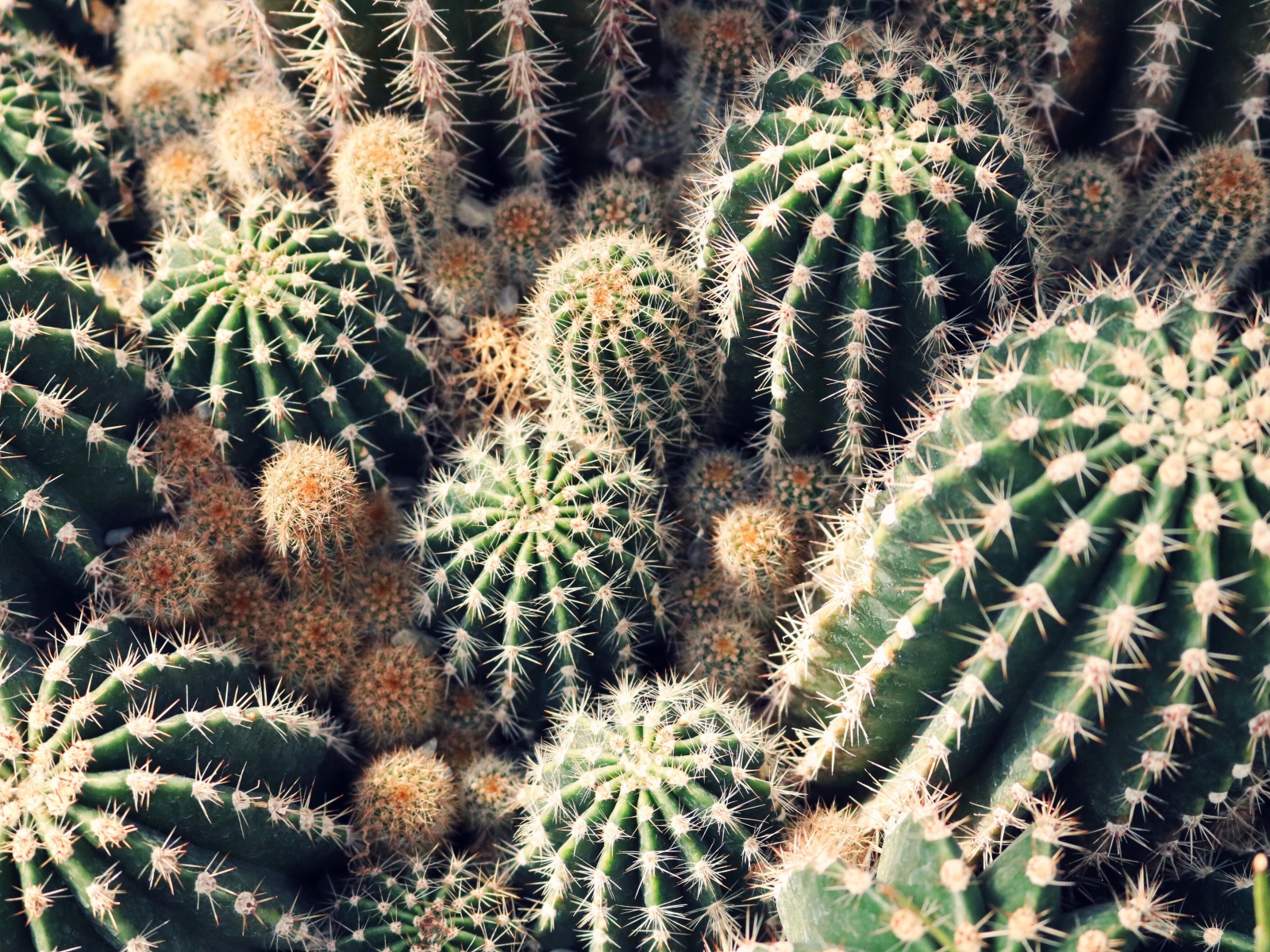 Колючие кактусы на клумбе крупным планом