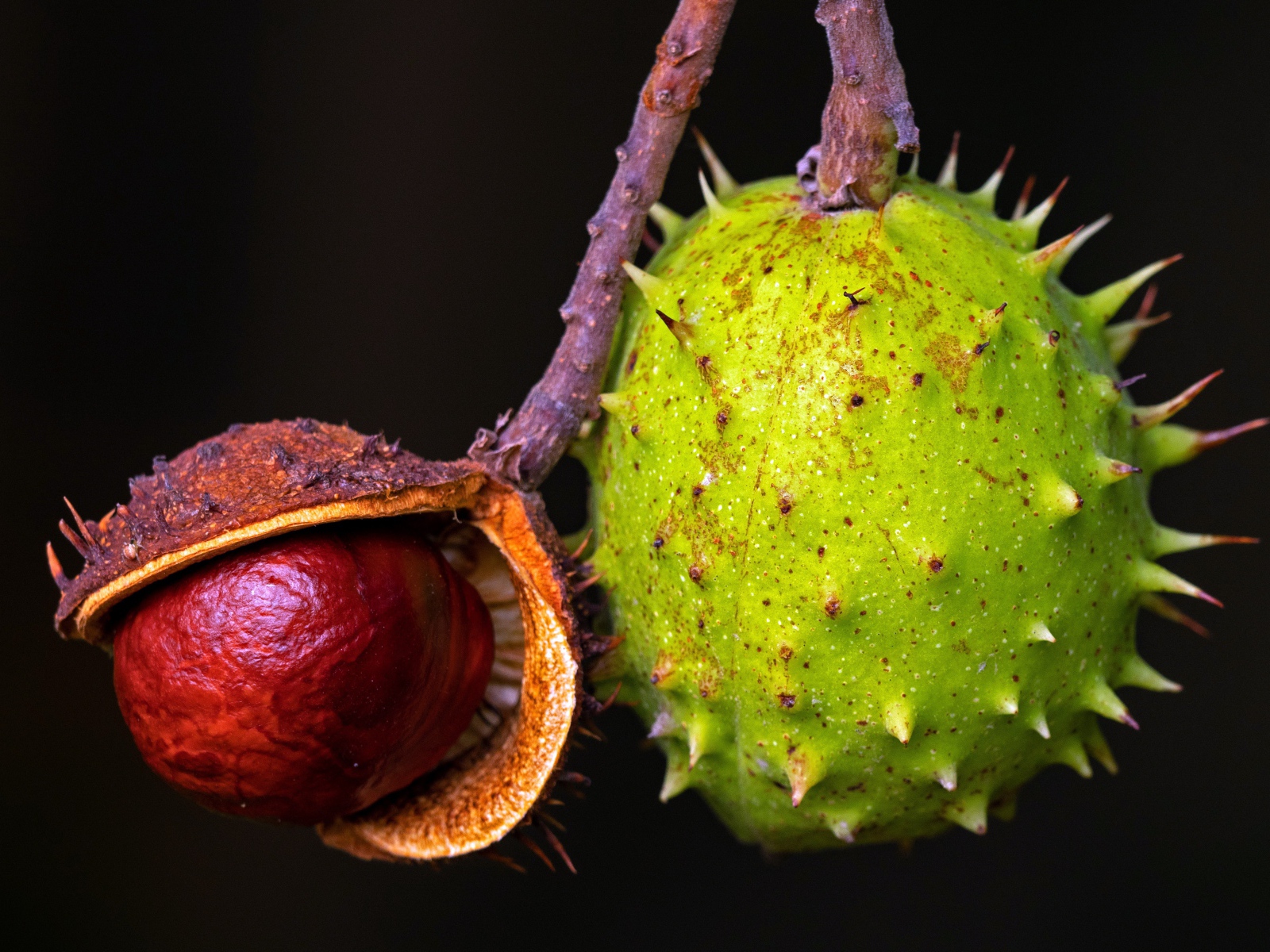 Колючий зеленый каштан на черном фоне