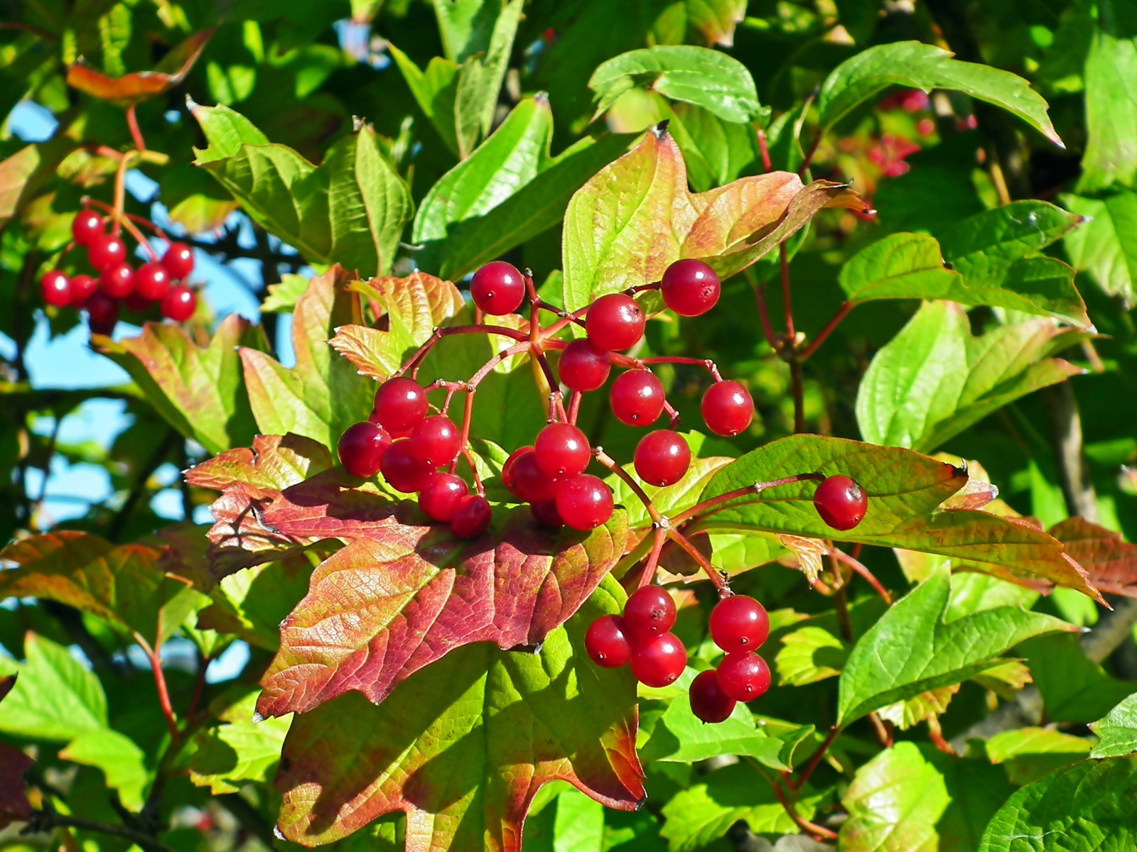 Красная калина в зеленых листьях крупным планом