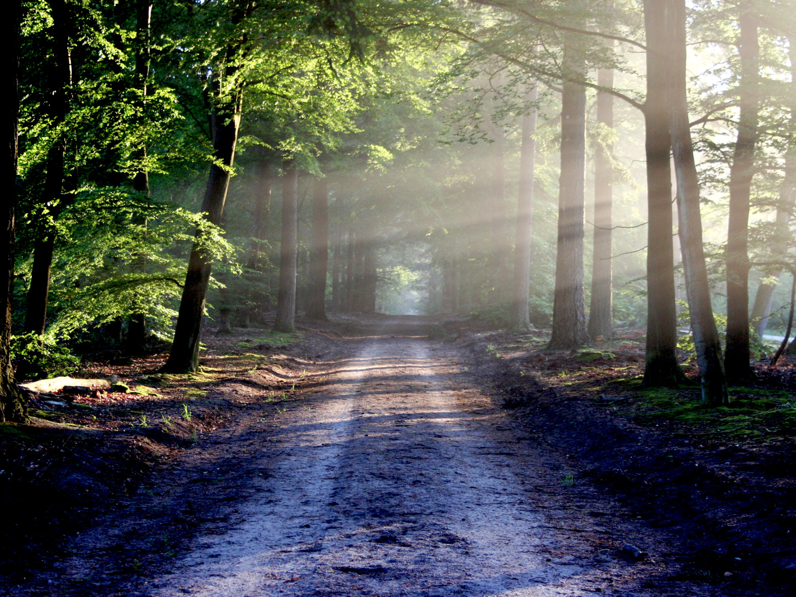 Мокрая дорога в лесу в лучах солнца у зеленых деревьев