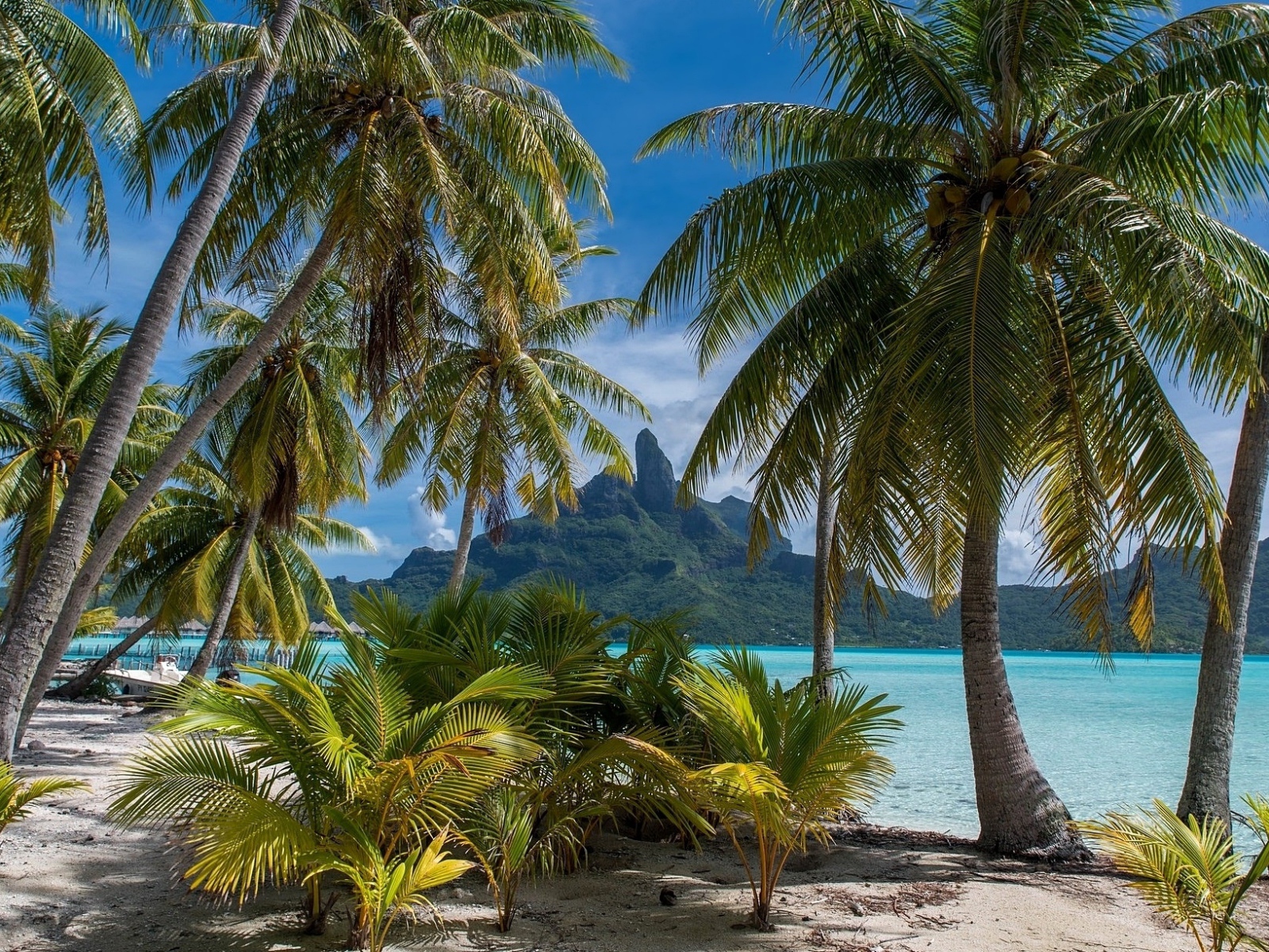 Зеленые тропические пальмы над морем на пляже