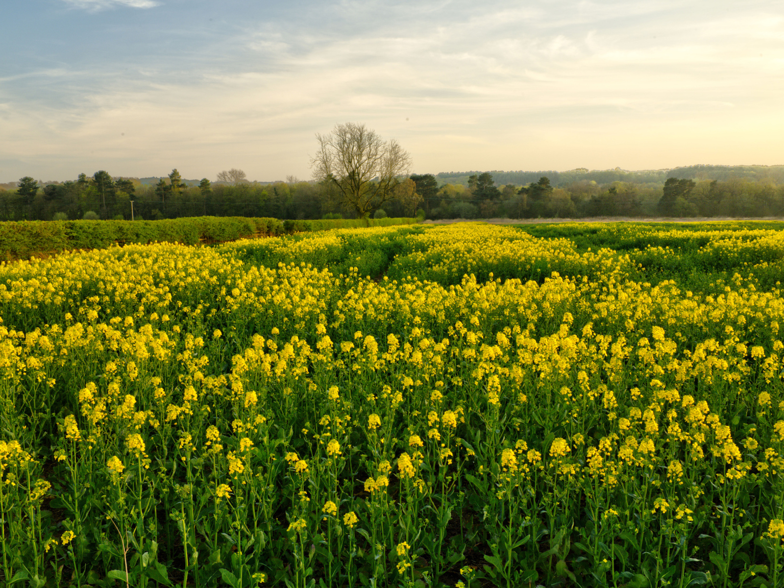 Цветущее желтое рапсовое поле
