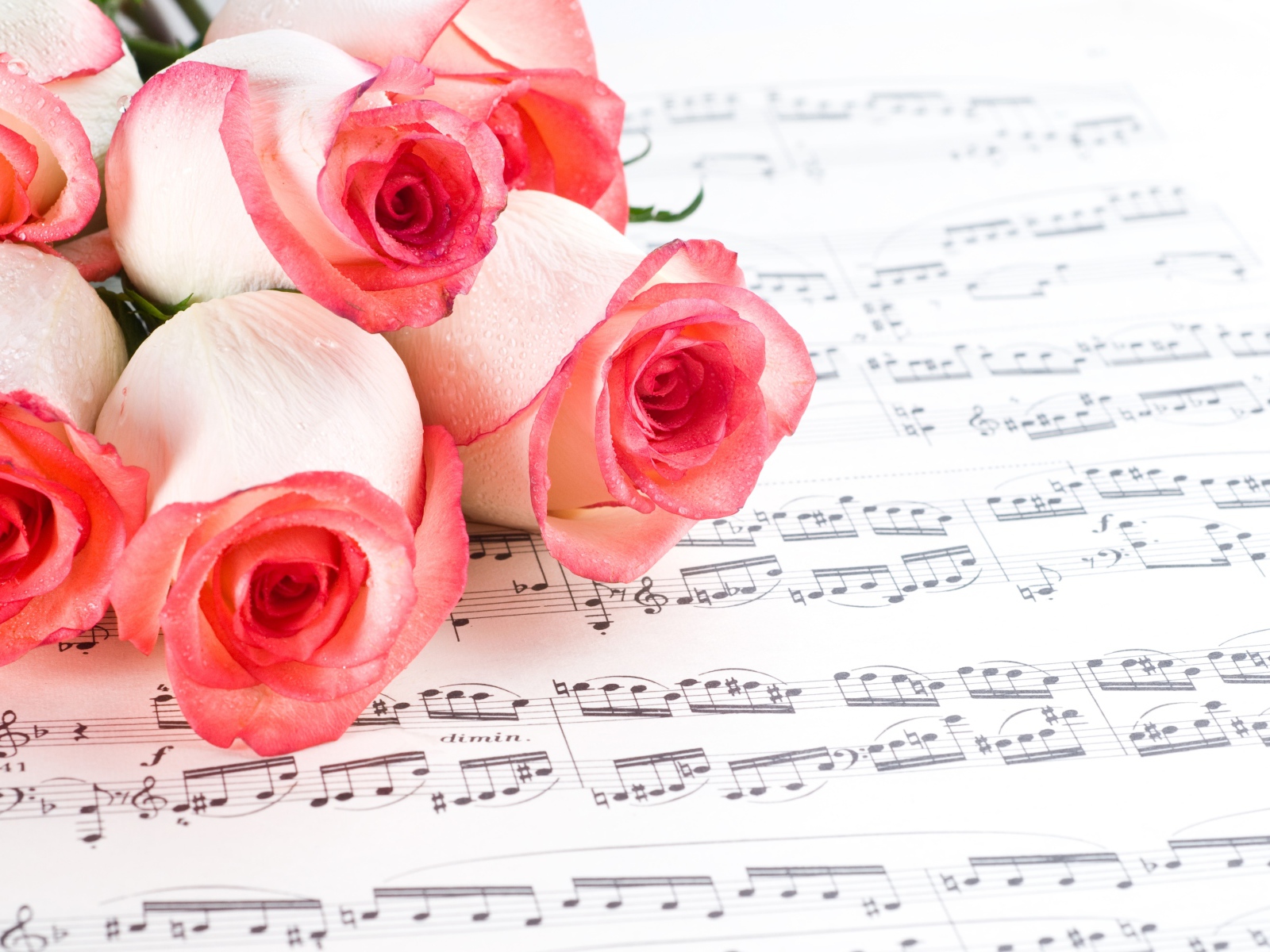 Букет розовых роз лежит на нотной тетради