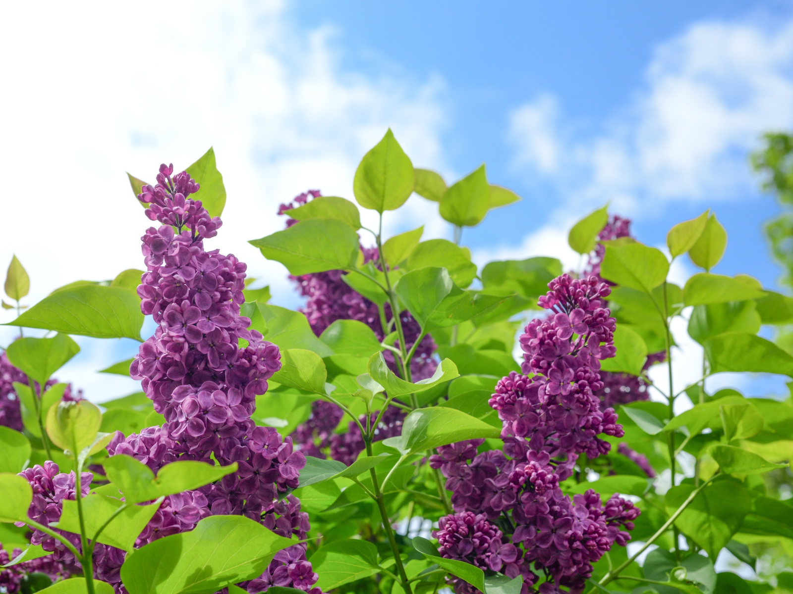 Красивые ветки сирени на фоне голубого неба 