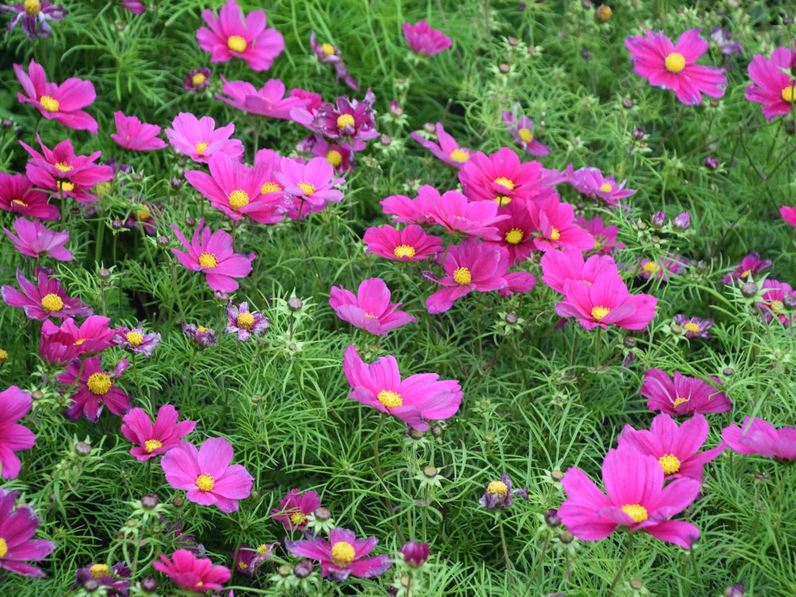 Красивые нежные розовые цветы космея на клумбе