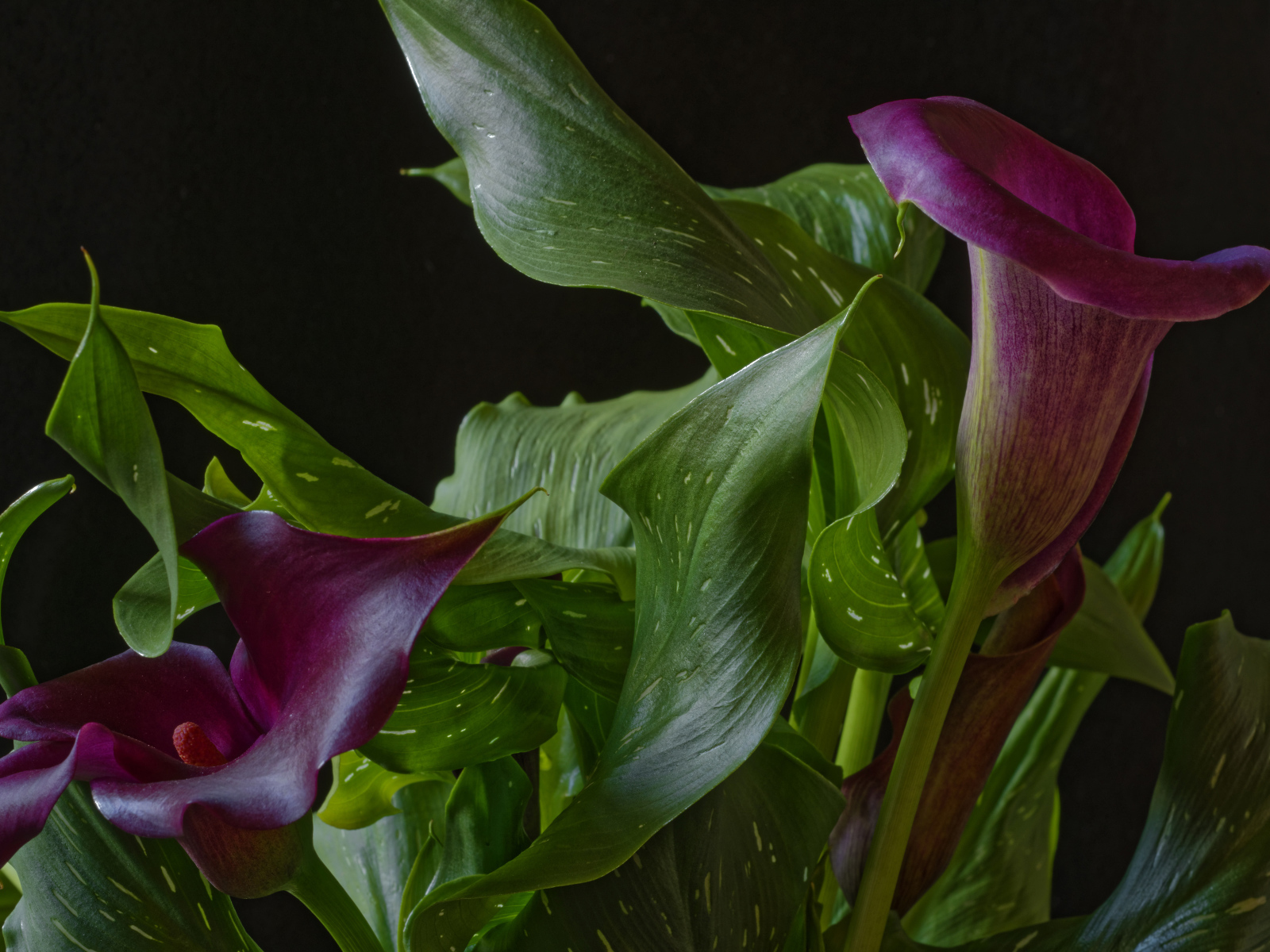 Красивые цветы каллы с зелеными листьями на черном фоне