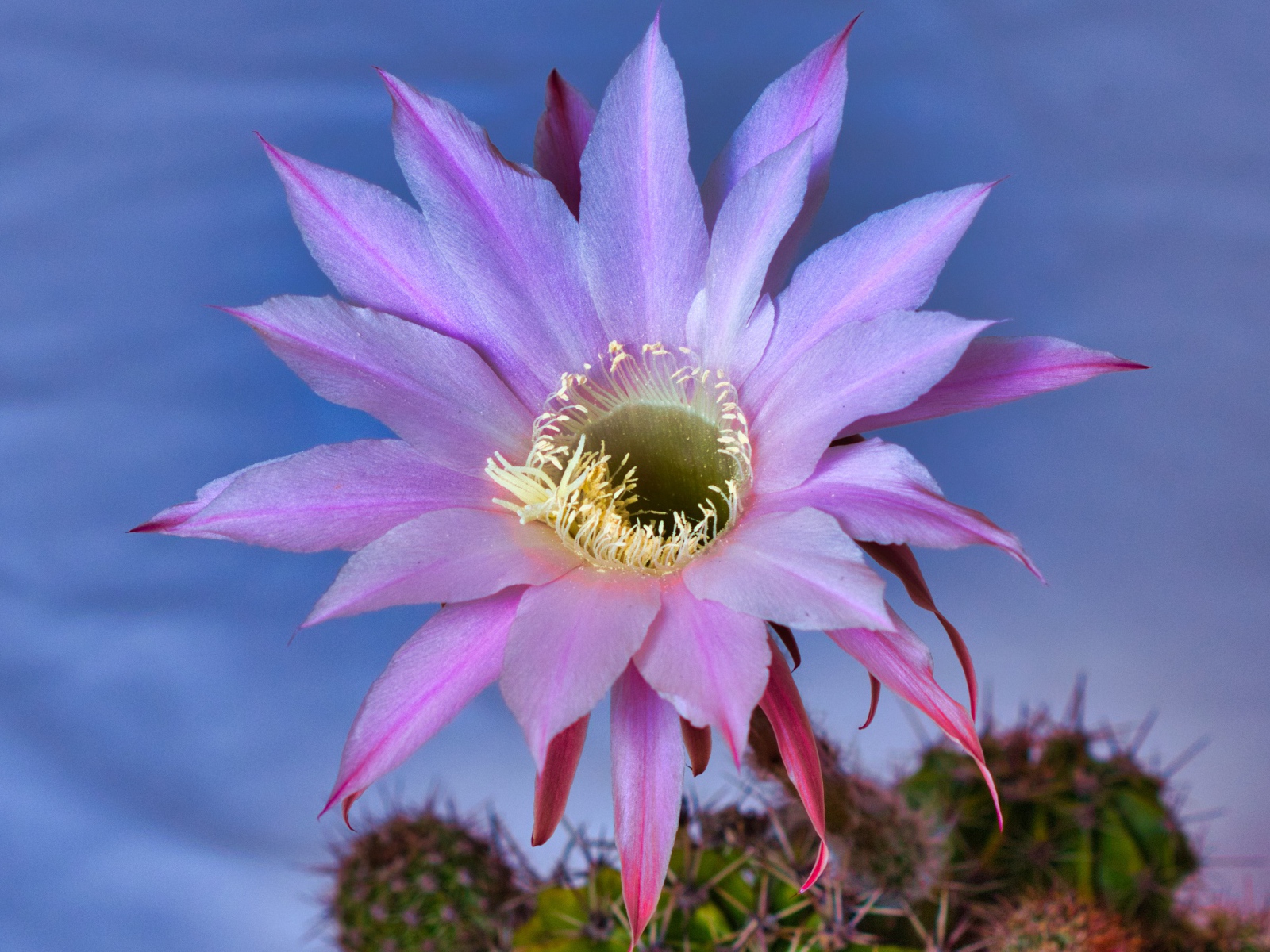 Красивый сиреневый цветок кактуса