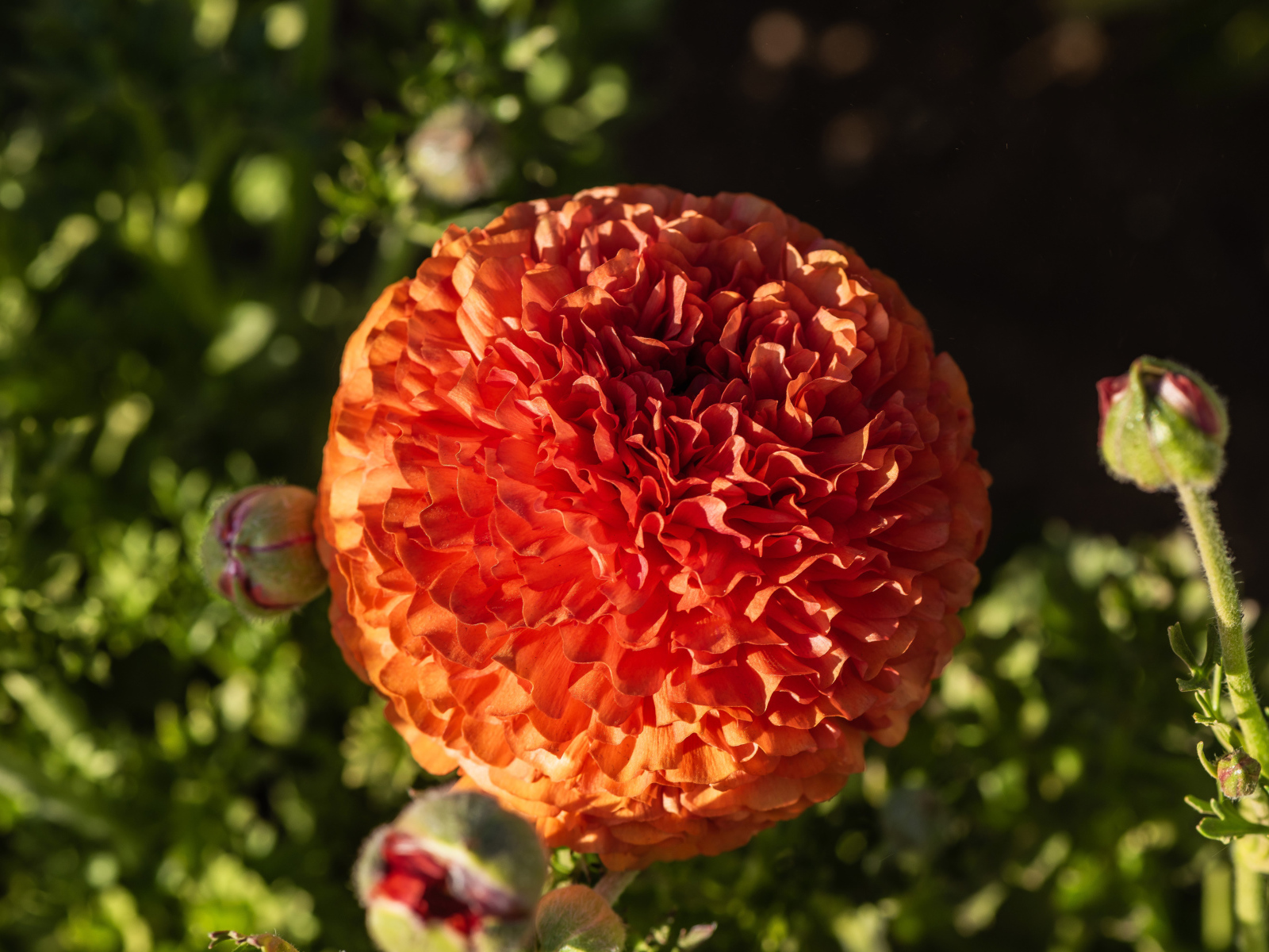 Красивый оранжевый лютик с бутонами крупным планом