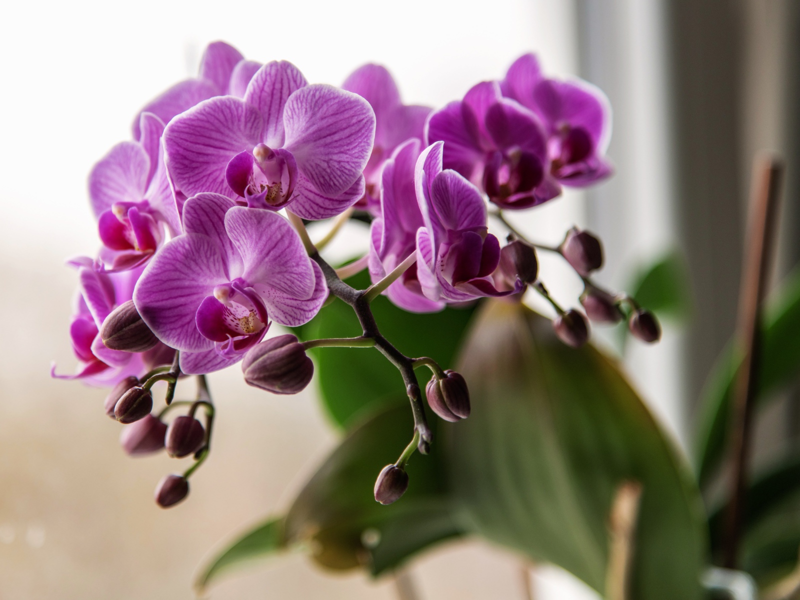 Красивые розовые цветы орхидеи с бутонами крупным планом