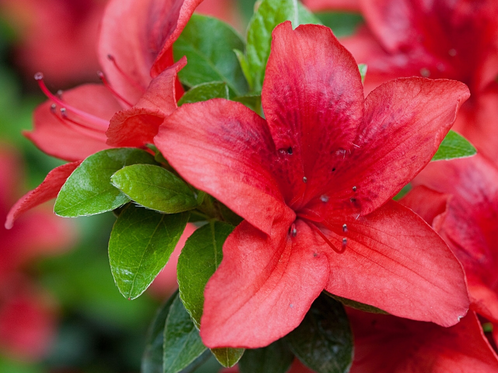 Красивый красный цветок азалия крупным планом