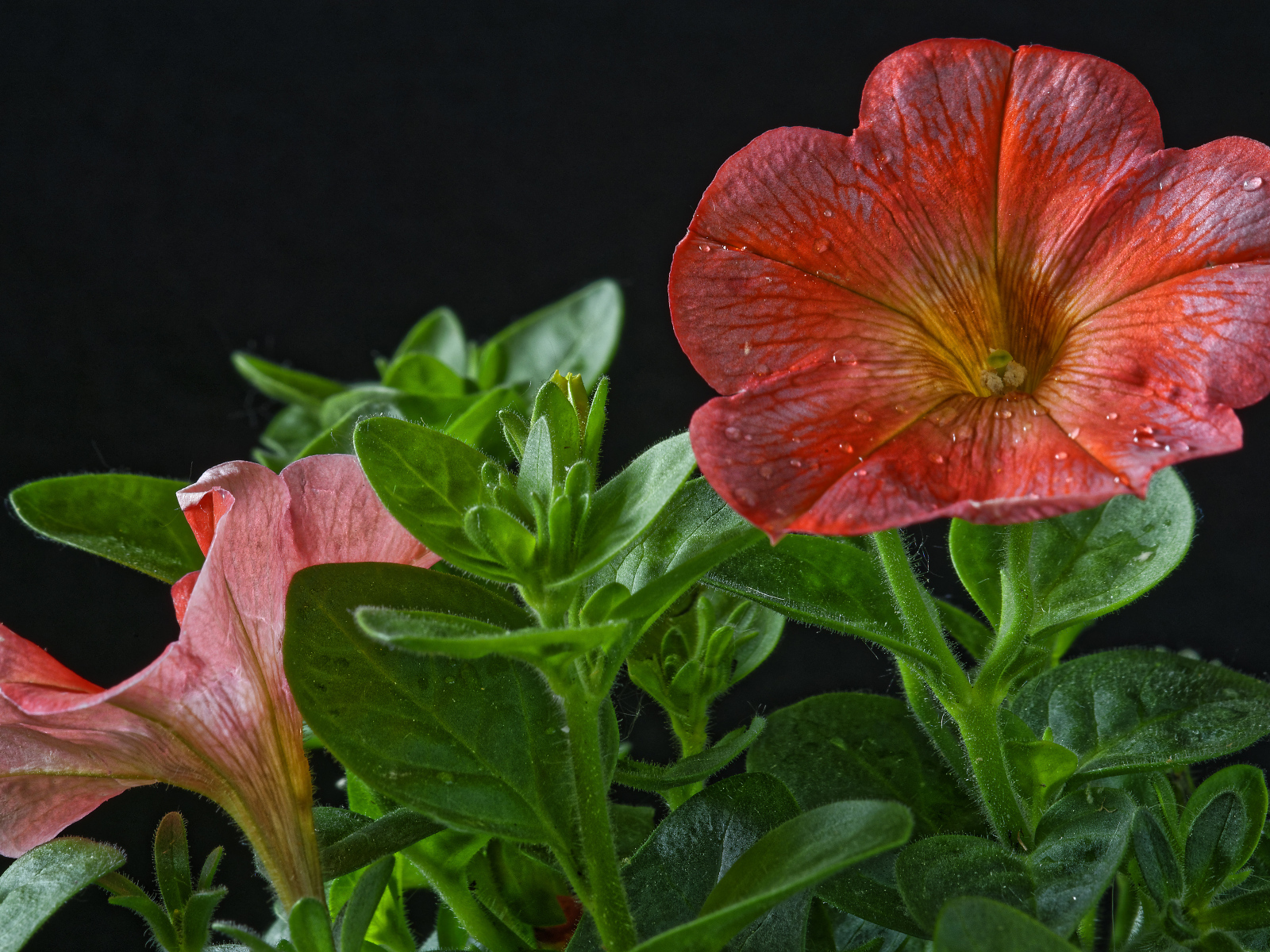 Beautiful red petunia with buds on a black background