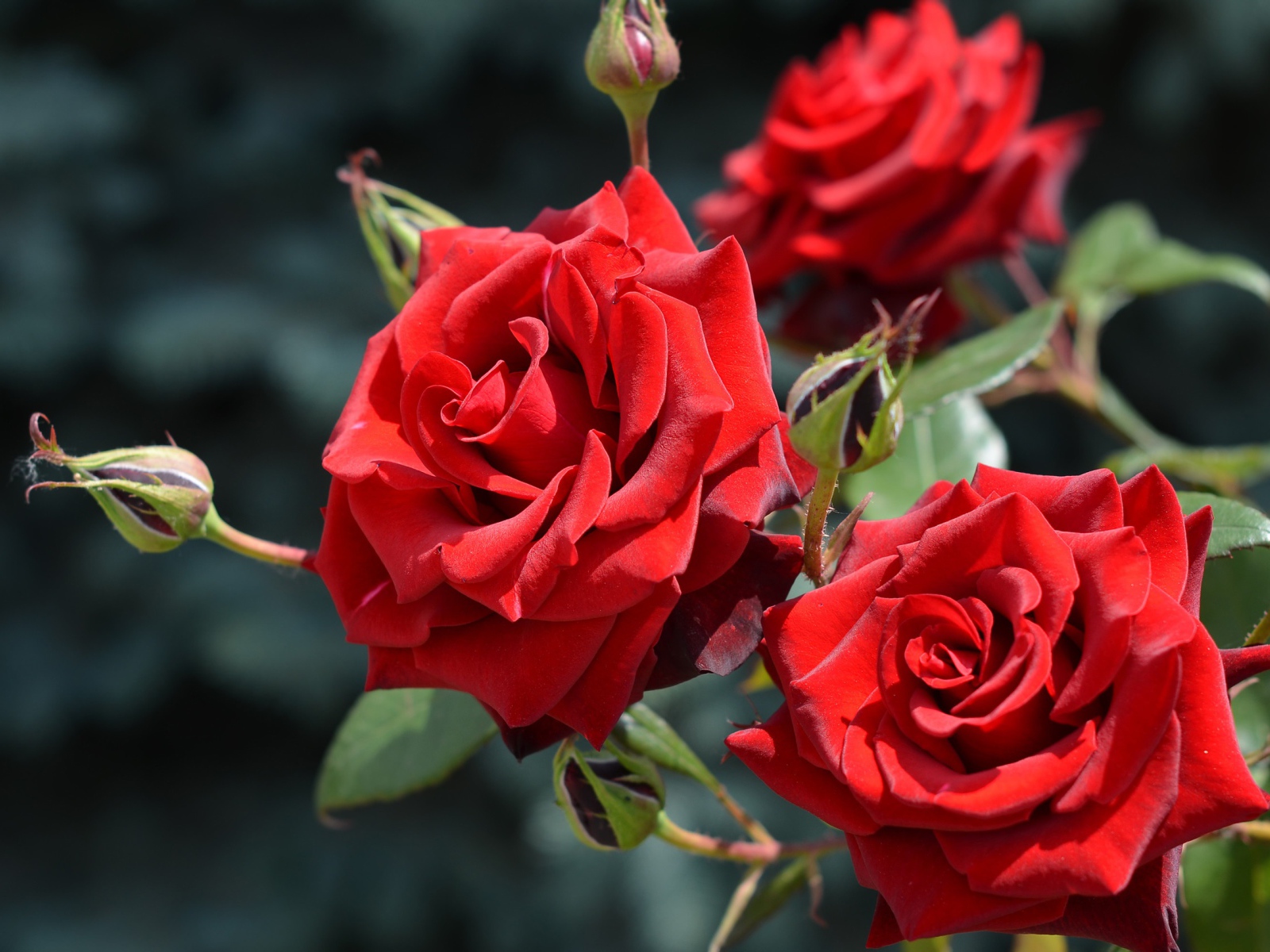 Красивые красные розы с бутонами в лучах солнца