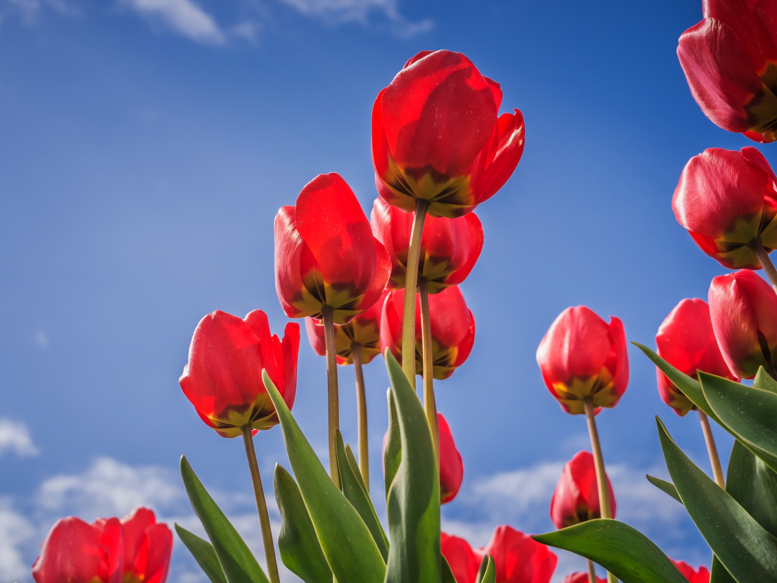 Красивые красные тюльпаны на фоне голубого неба 