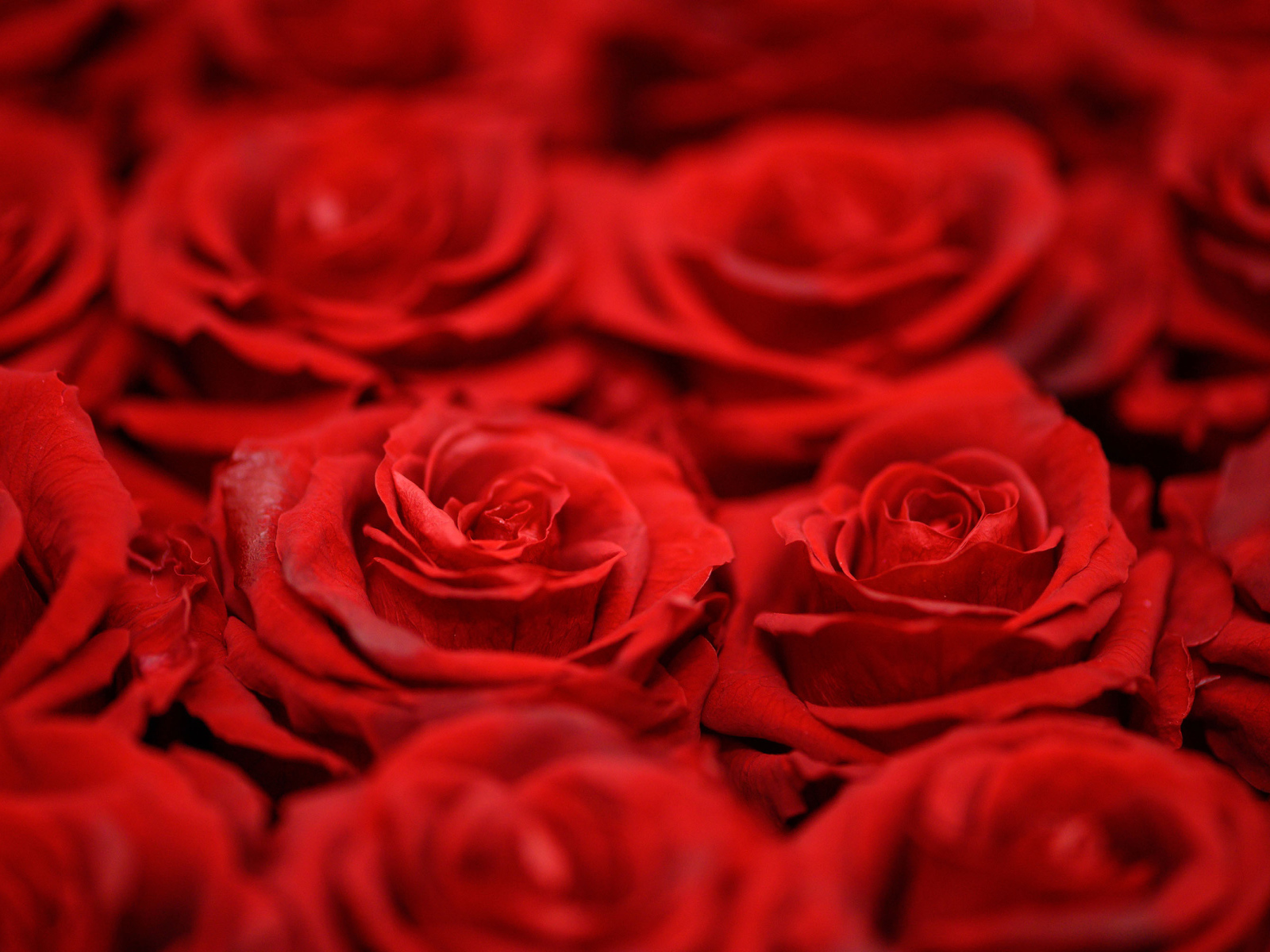 Красивые алые розы крупным планом