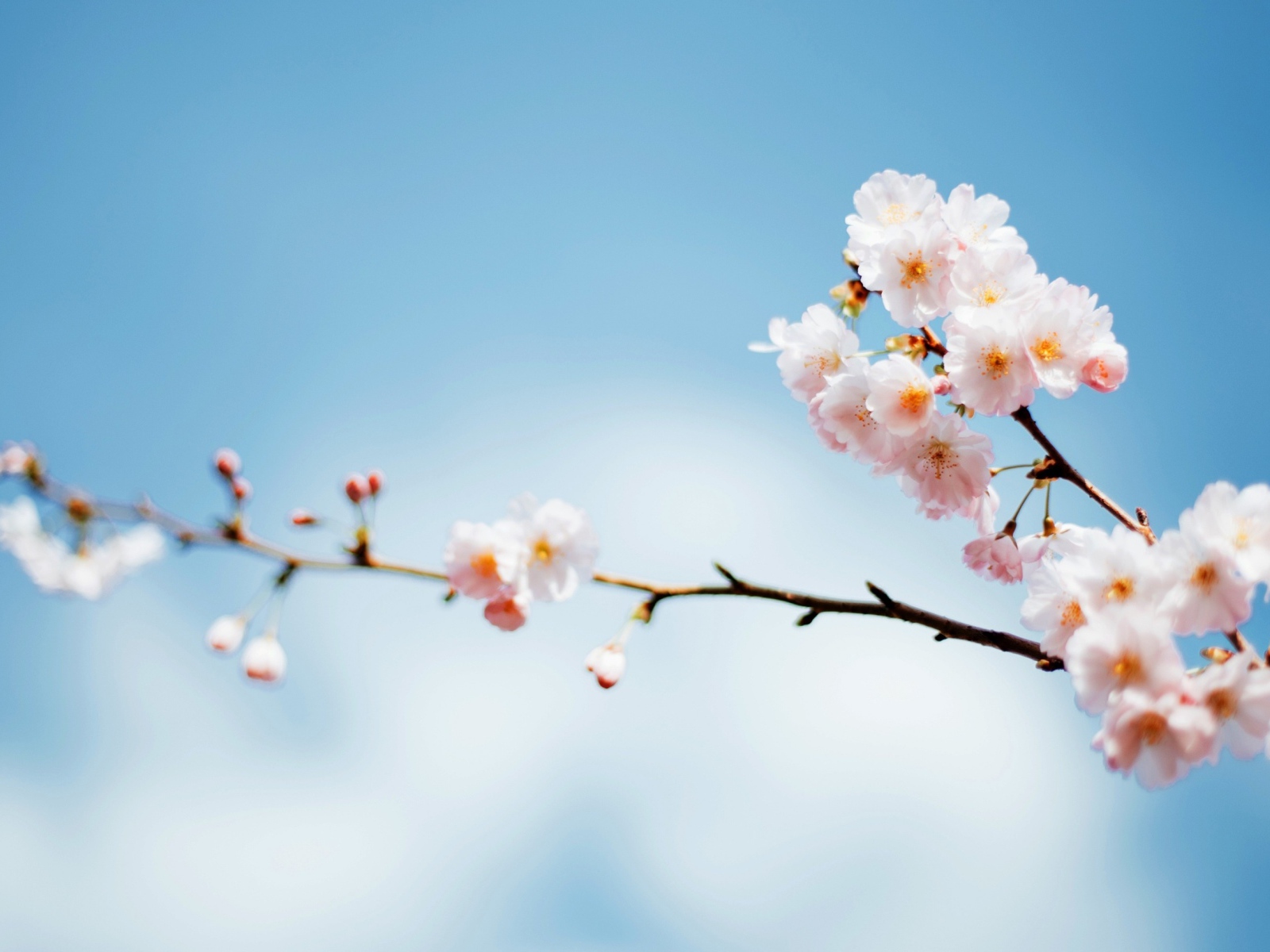 Красивые весенние розовые цветы на ветке дерева на фоне голубого неба