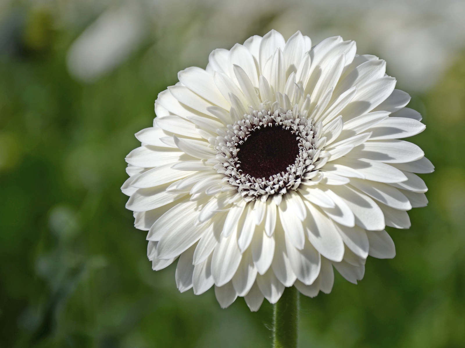 Красивый белый цветок герберы с черной серединой