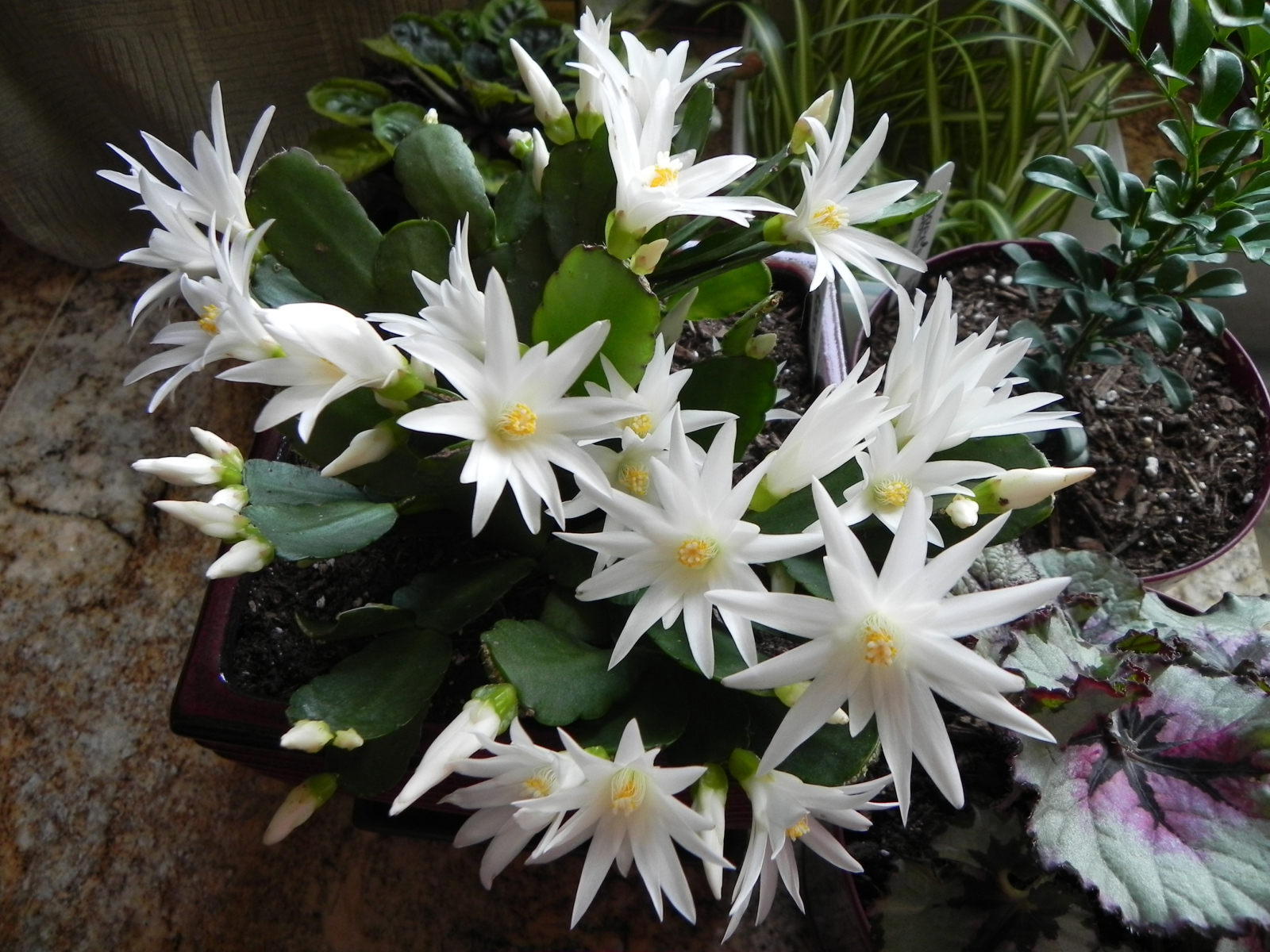 Цветущий белыми цветами комнатный цветок декабрист