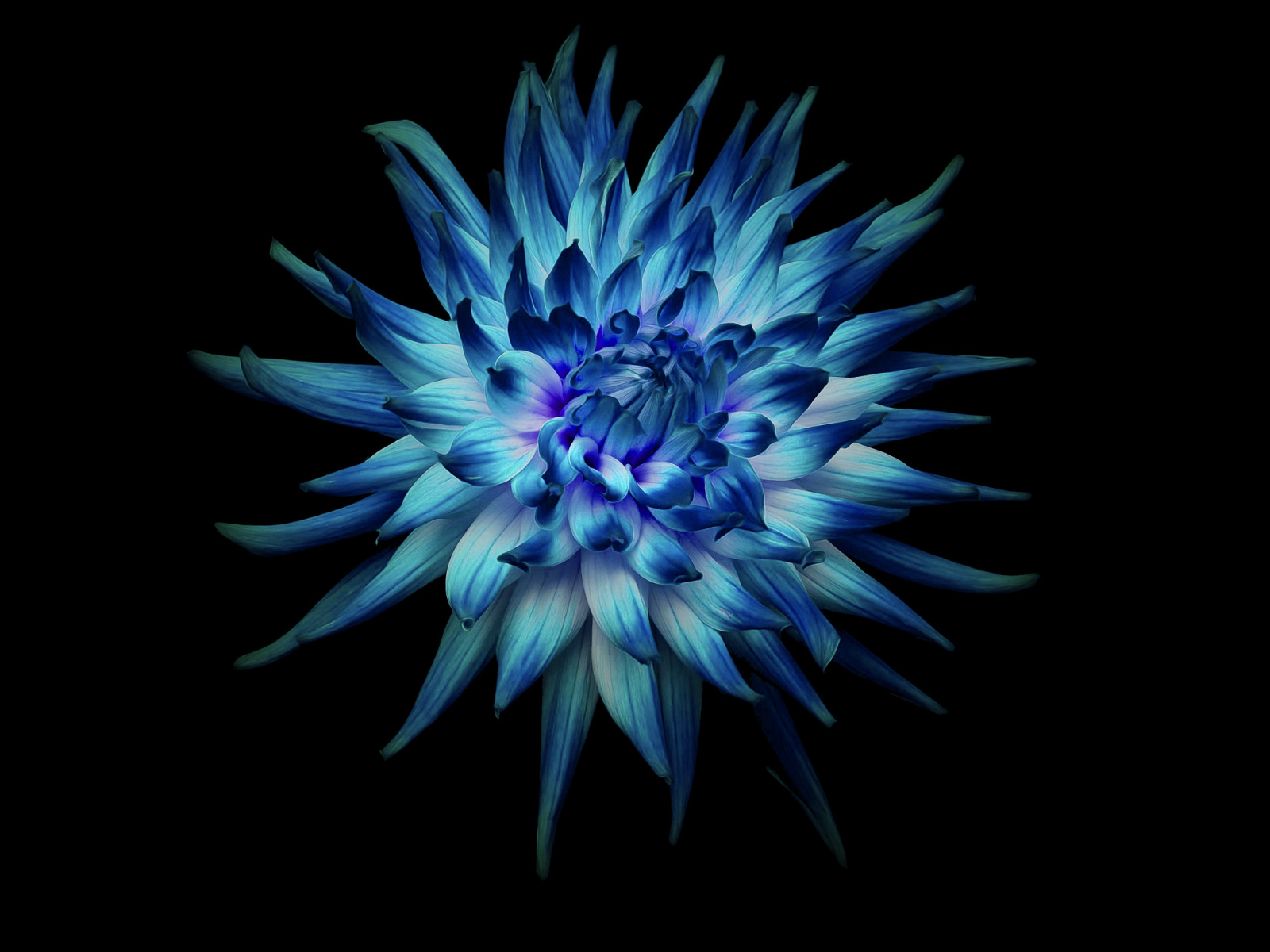 Голубой цветок георгины на черном фоне