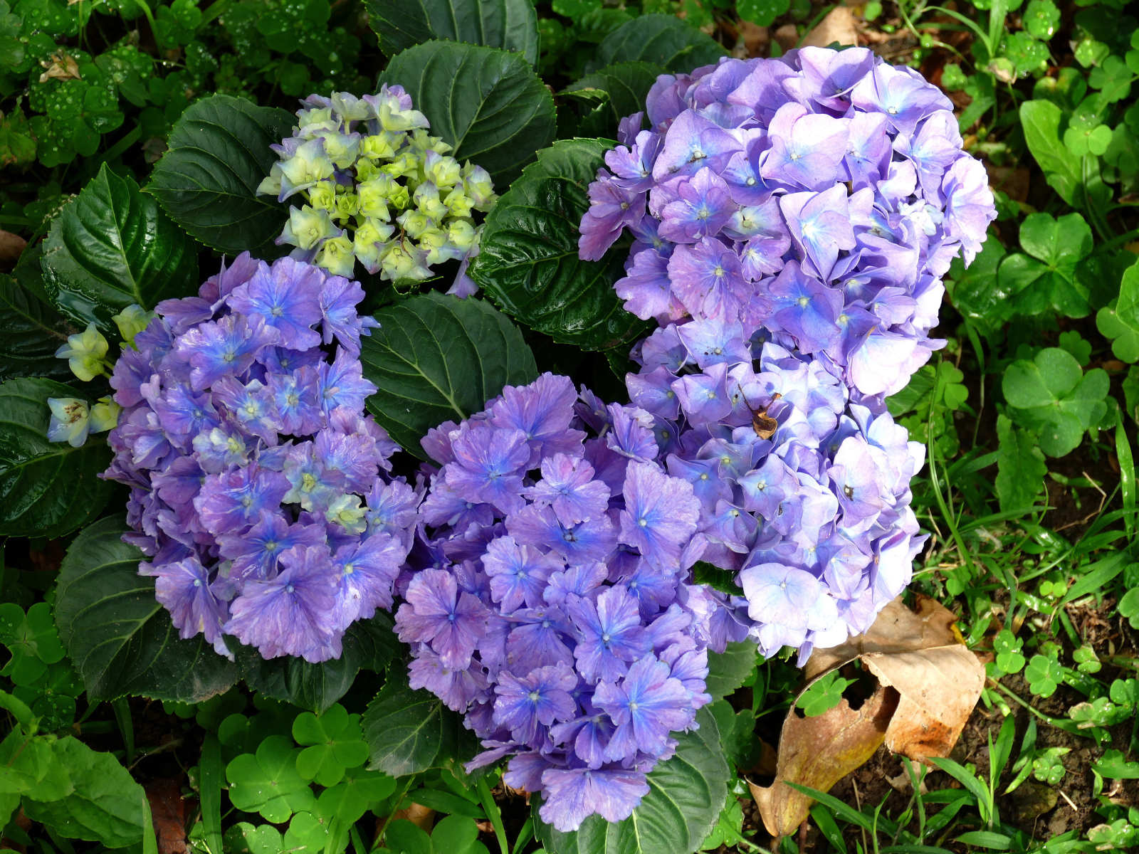 Голубые цветы гортензии с зелеными листьями