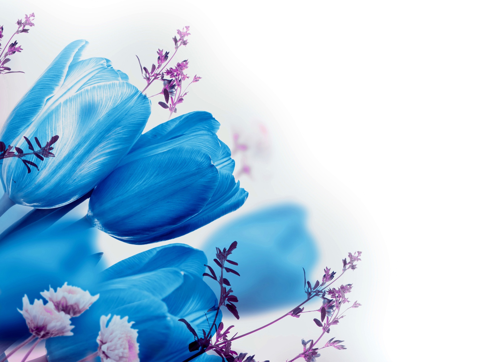 Голубые тюльпаны на белом фоне 
