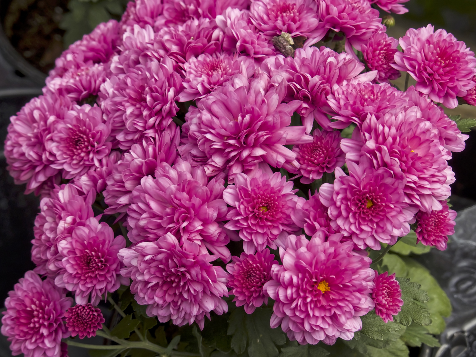 Букет красивых розовых хризантем крупным планом