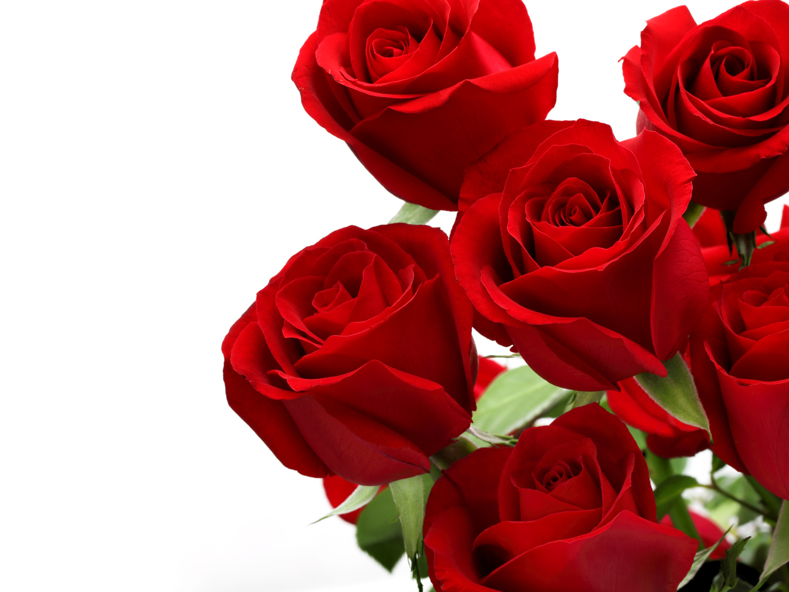 Букет красивых красных роз на белом фоне