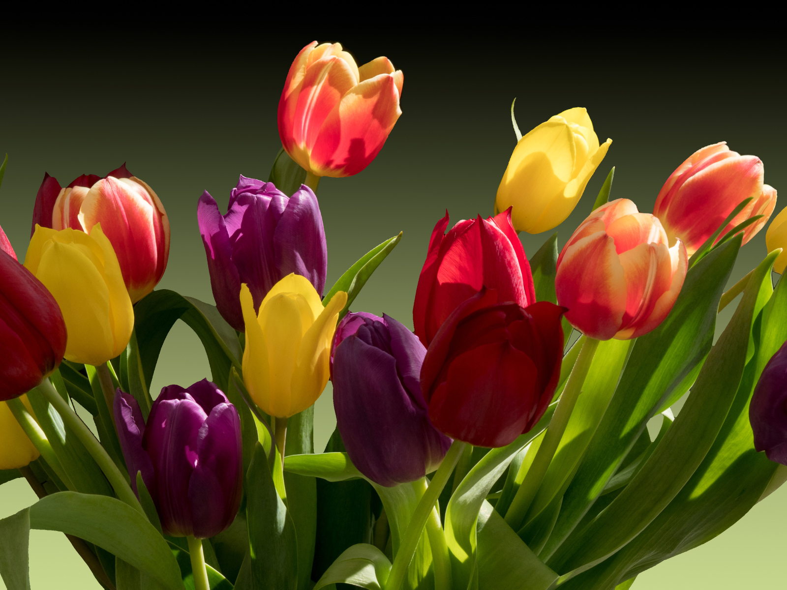 Букет разноцветных тюльпанов крупным планом