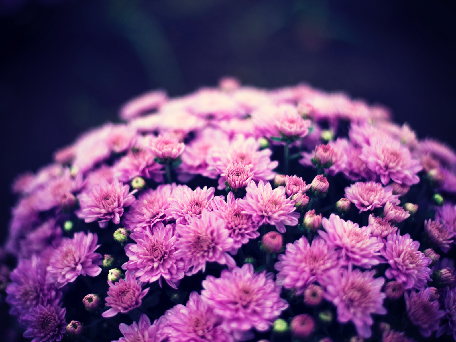 Букет нежных розовых хризантем крупным планом