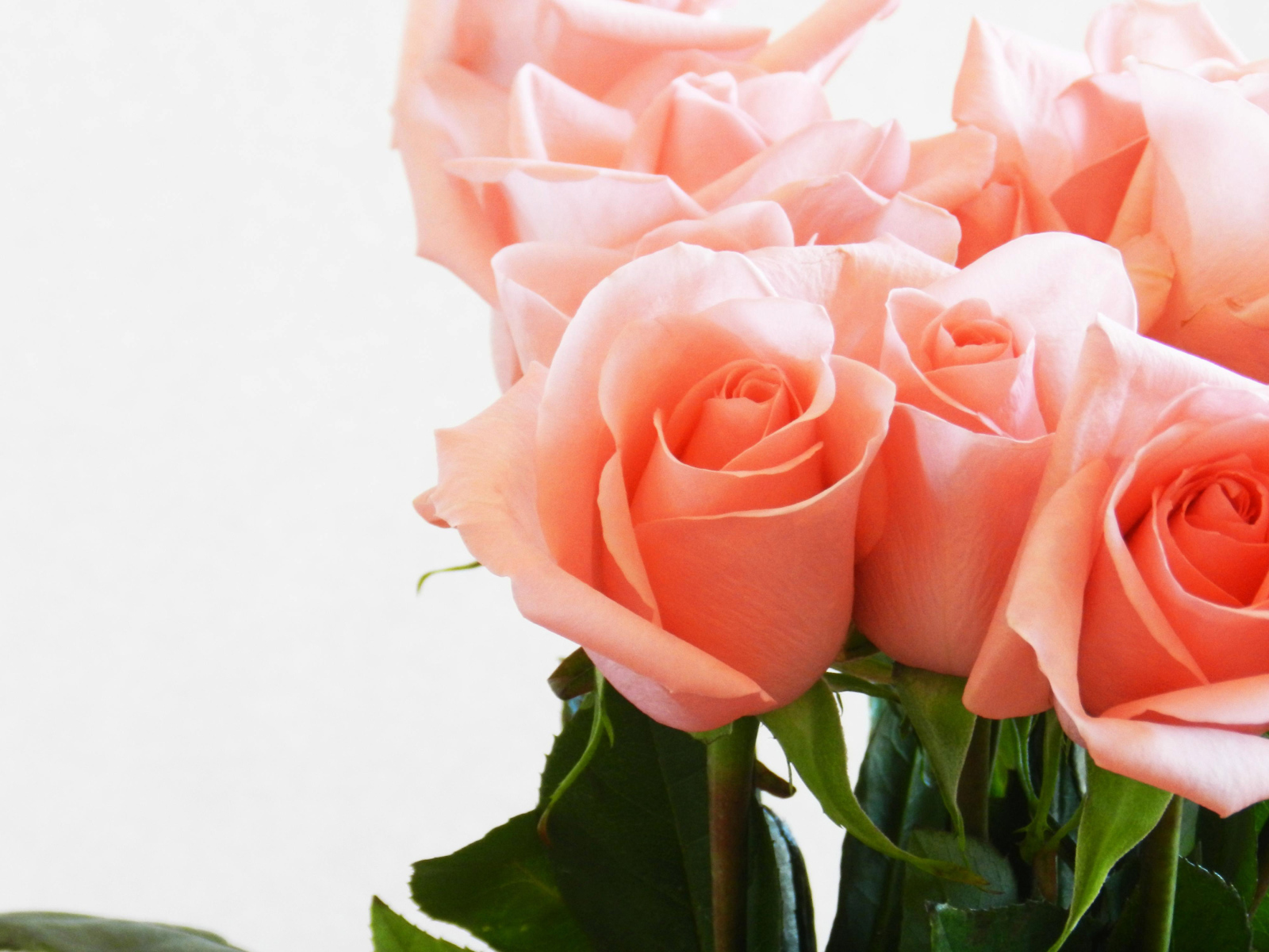 Букет нежных розовых роз крупным планом на белом фоне