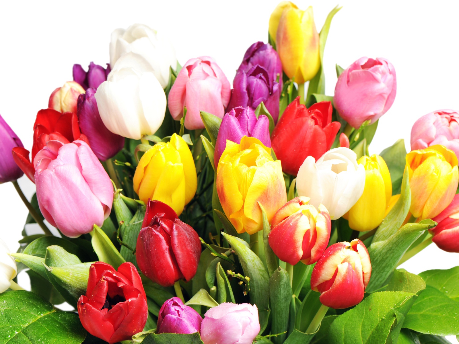 Букет разноцветных тюльпанов на белом фоне