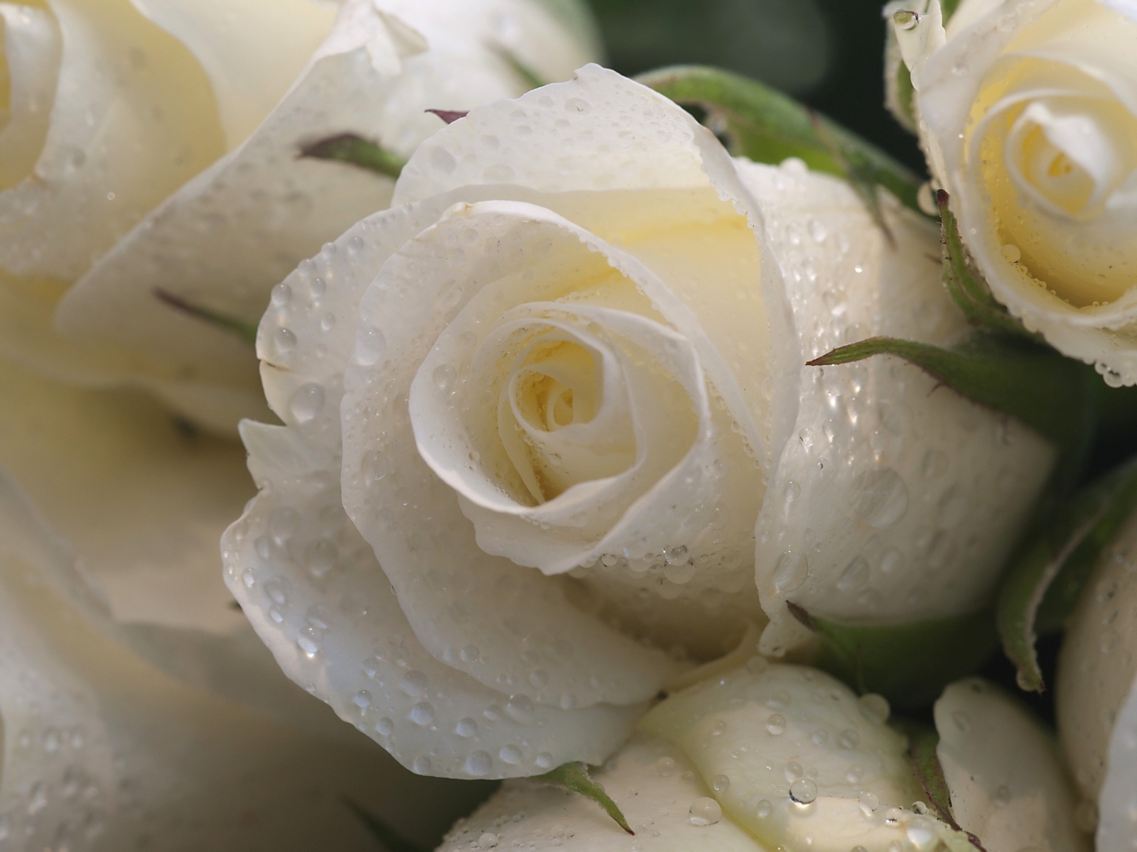 Букет белых роз в каплях росы 