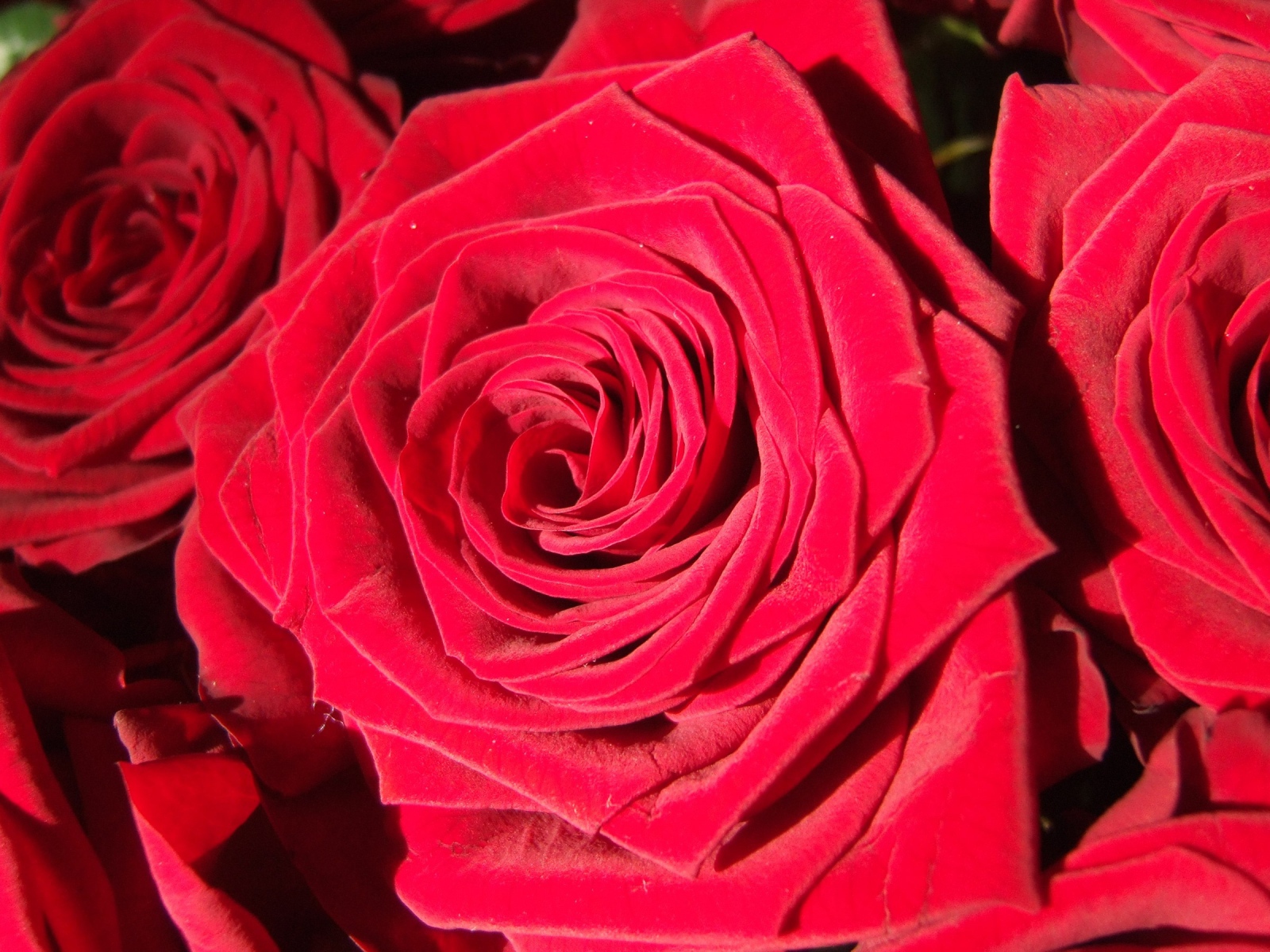 Яркие алые бутоны роз крупным планом