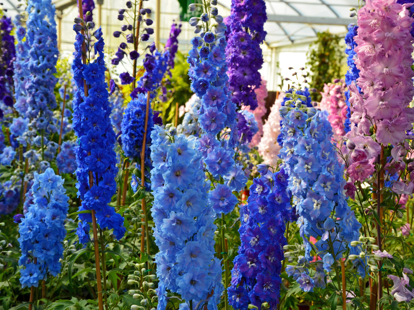 Разноцветные цветы дельфиниум в оранжерее