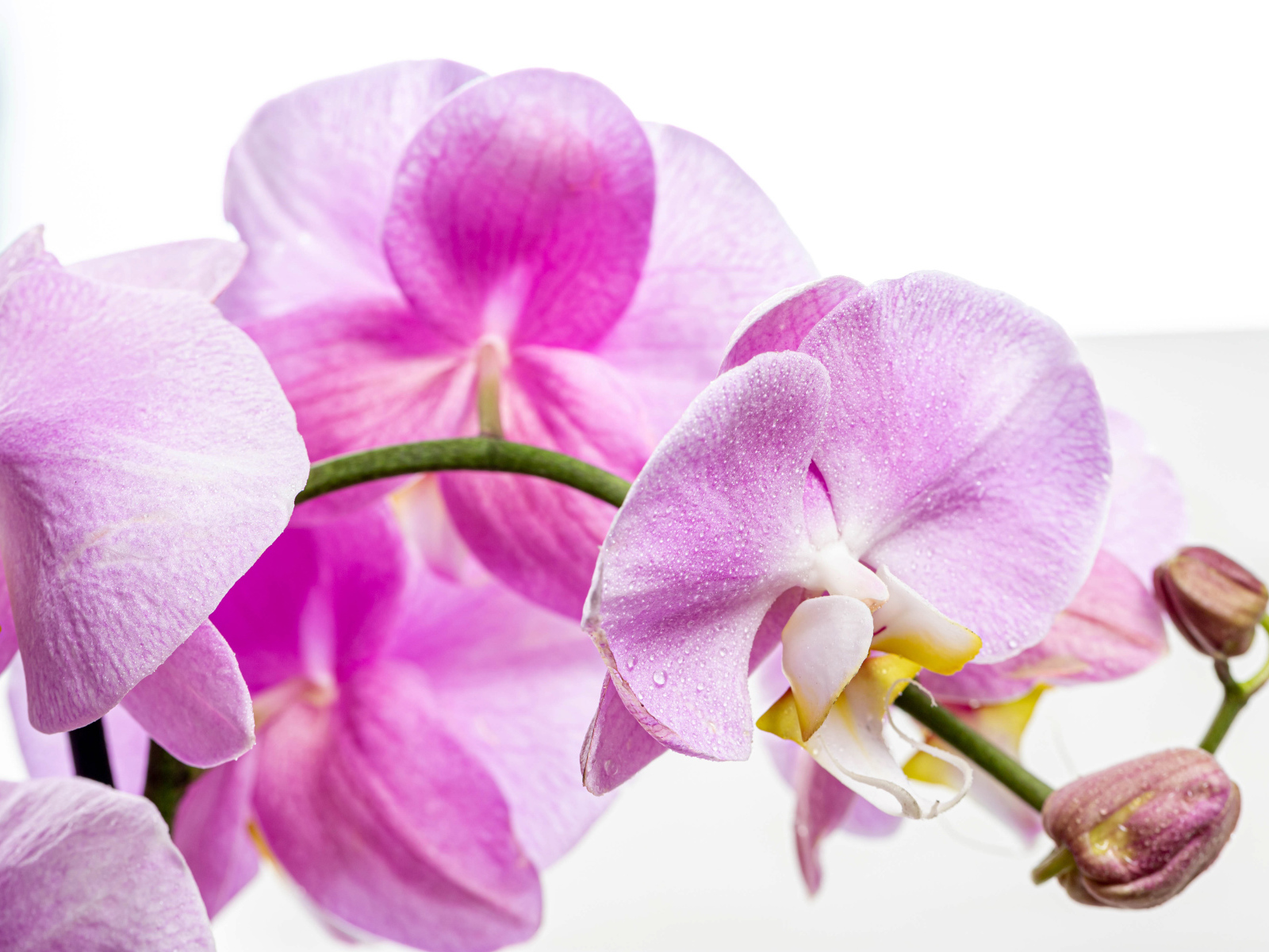 Нежная розовая хризантема с бутонами на белом фоне 