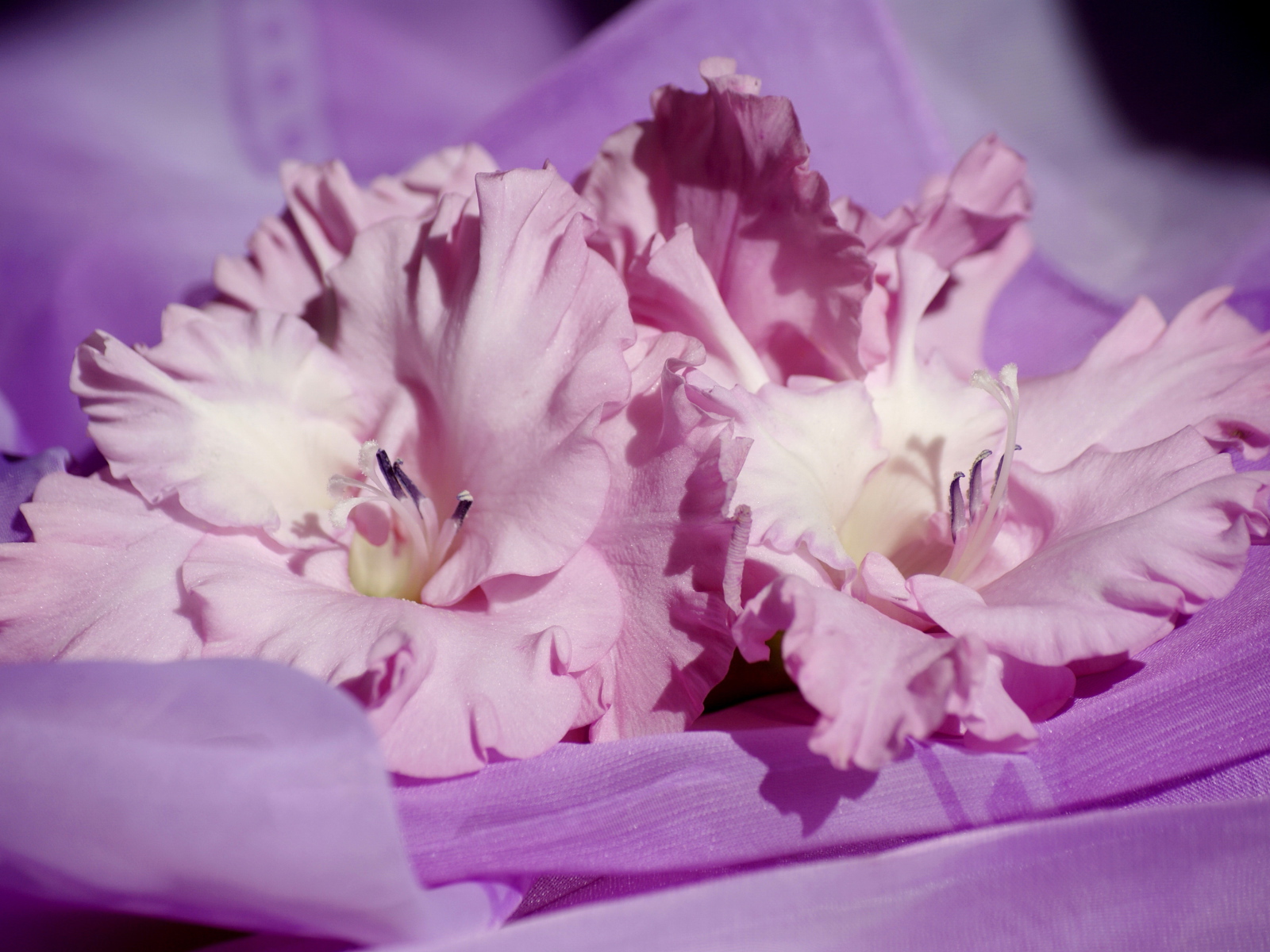 Нежные розовые цветы гладиолусы на сиреневой ткани