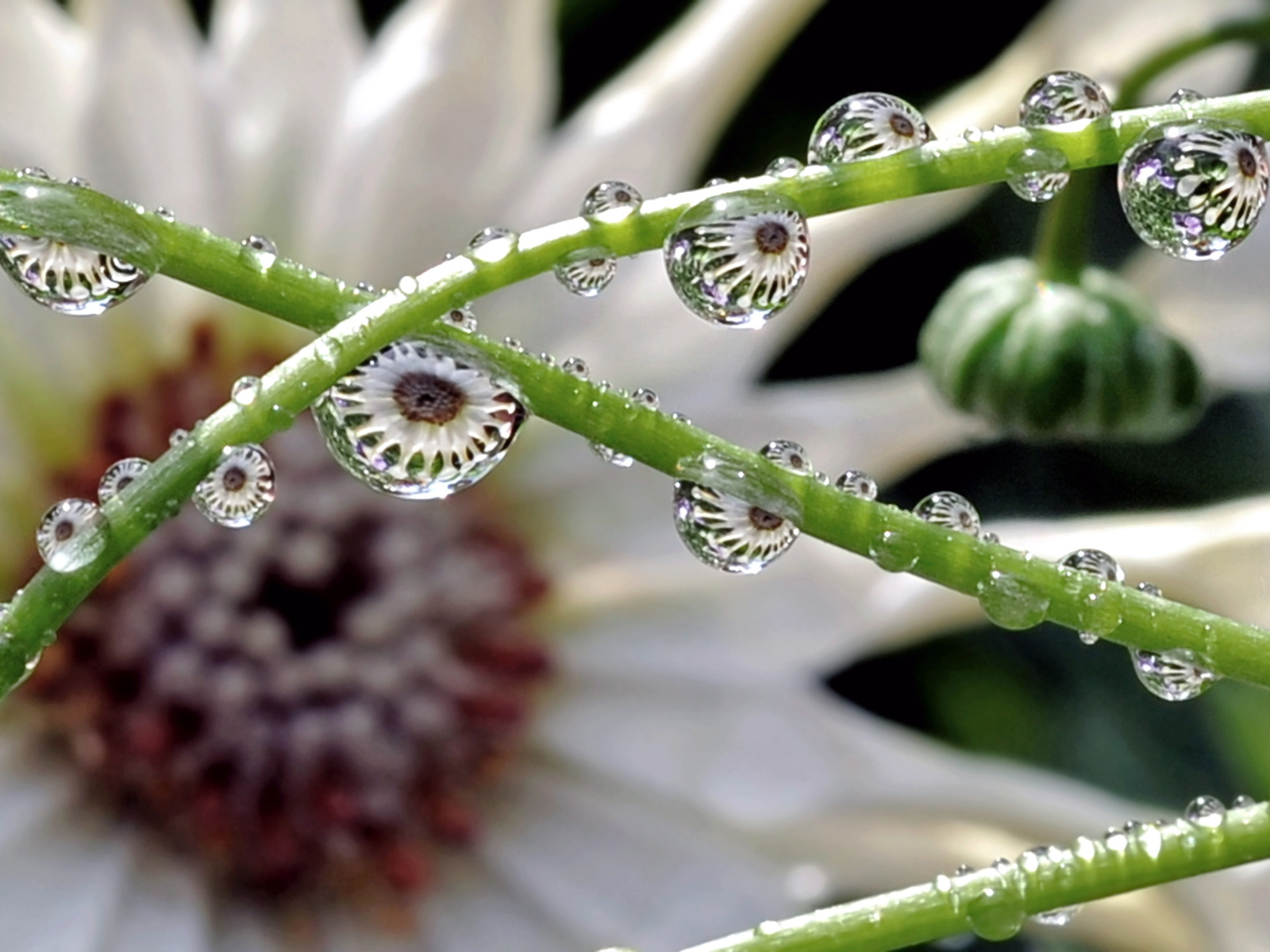 Капли на зеленых стеблях цветка