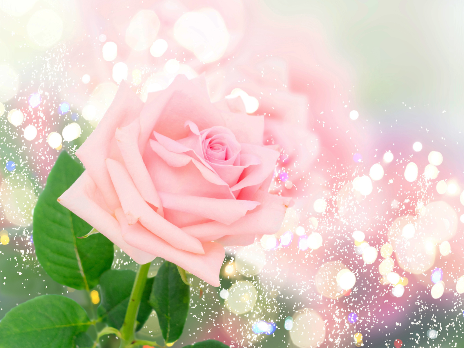 Ароматная розовая роза на ярком фоне с бликами