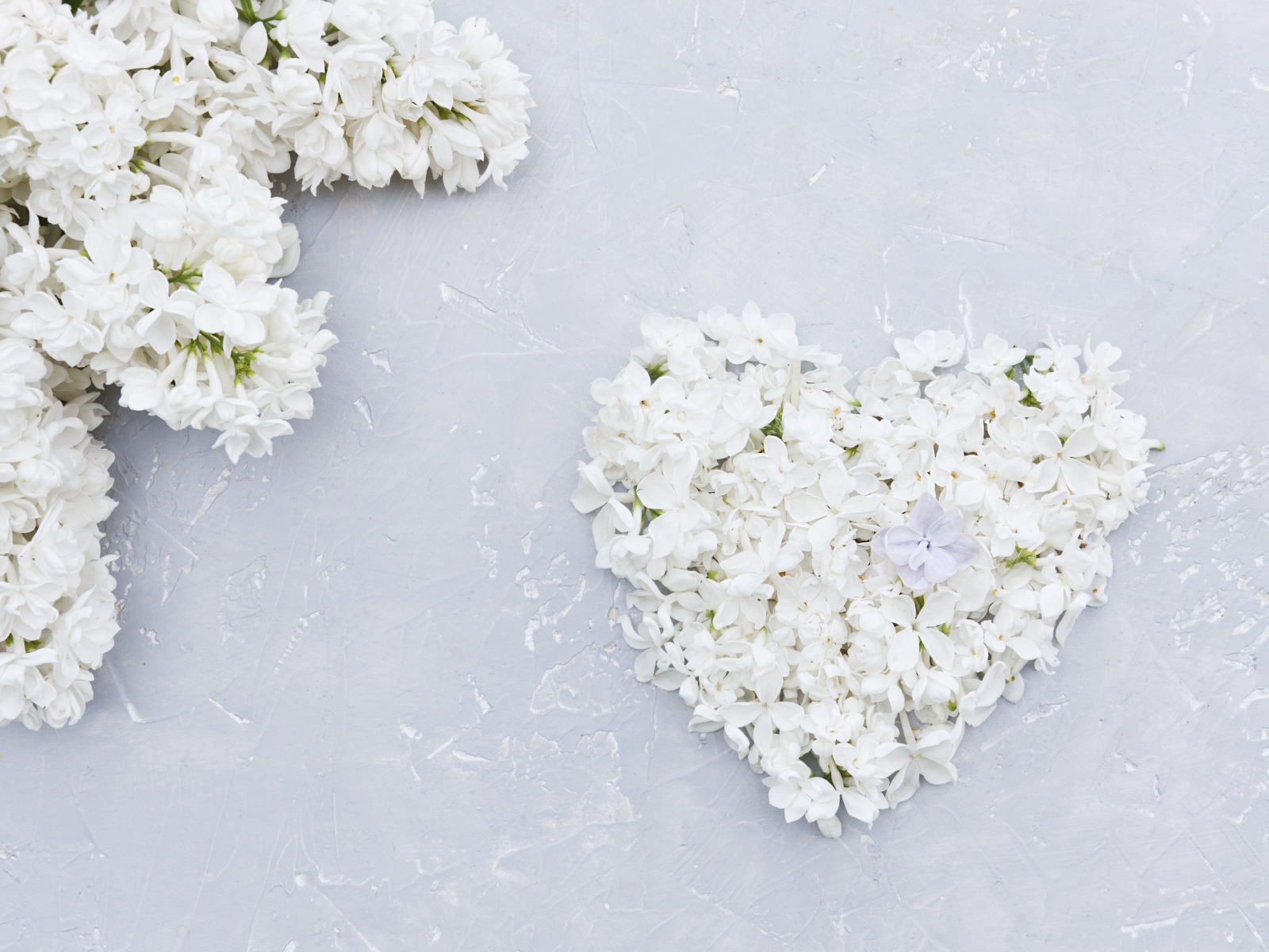 Сердце из цветов белой сирени на сером фоне
