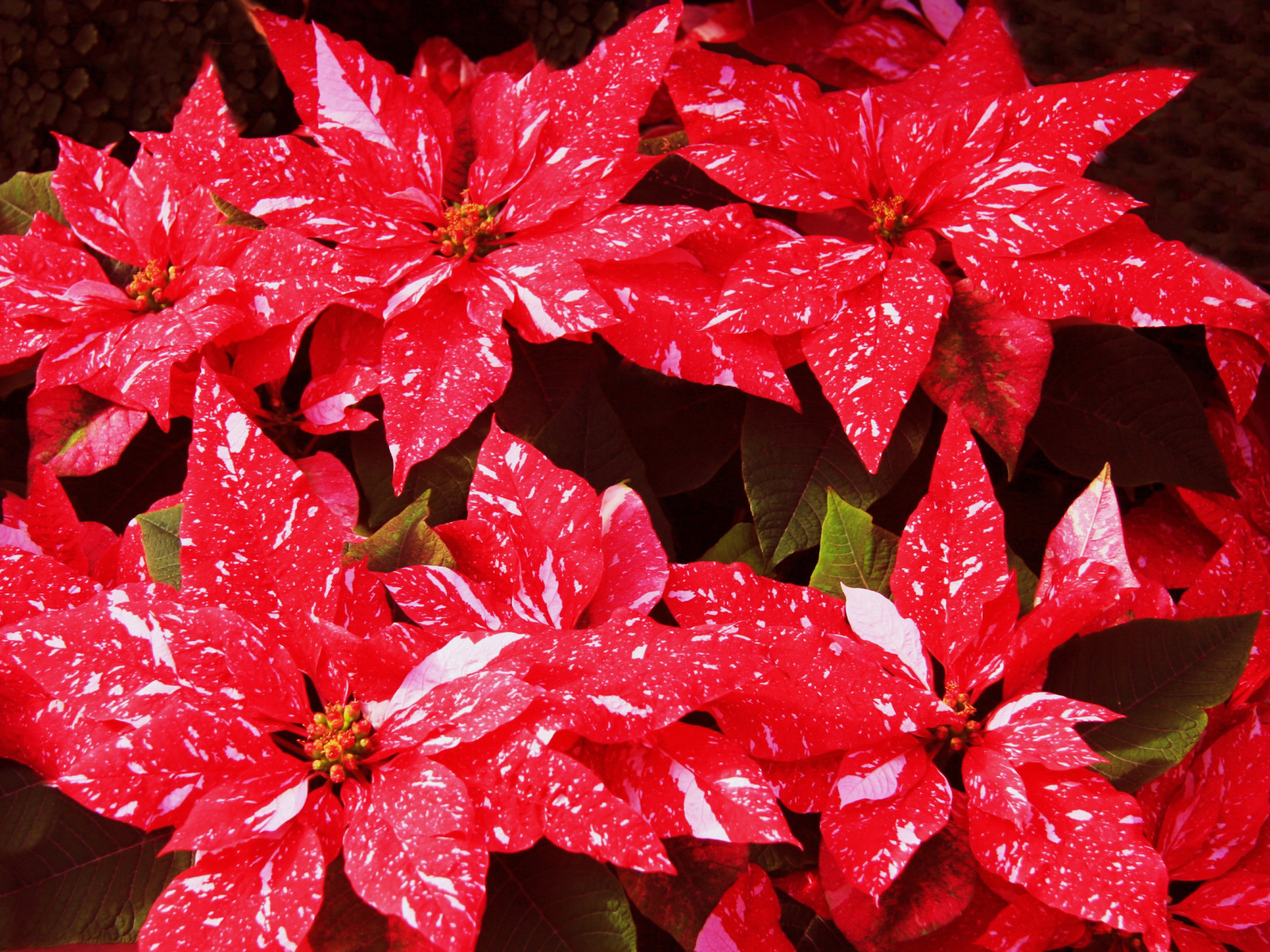 Комнатное растение молочай с красными листьями