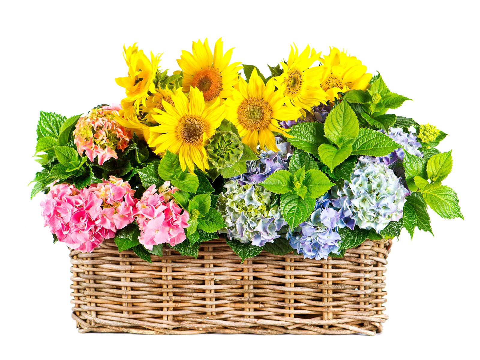 Гортензии с подсолнухами в плетеной корзине на белом фоне