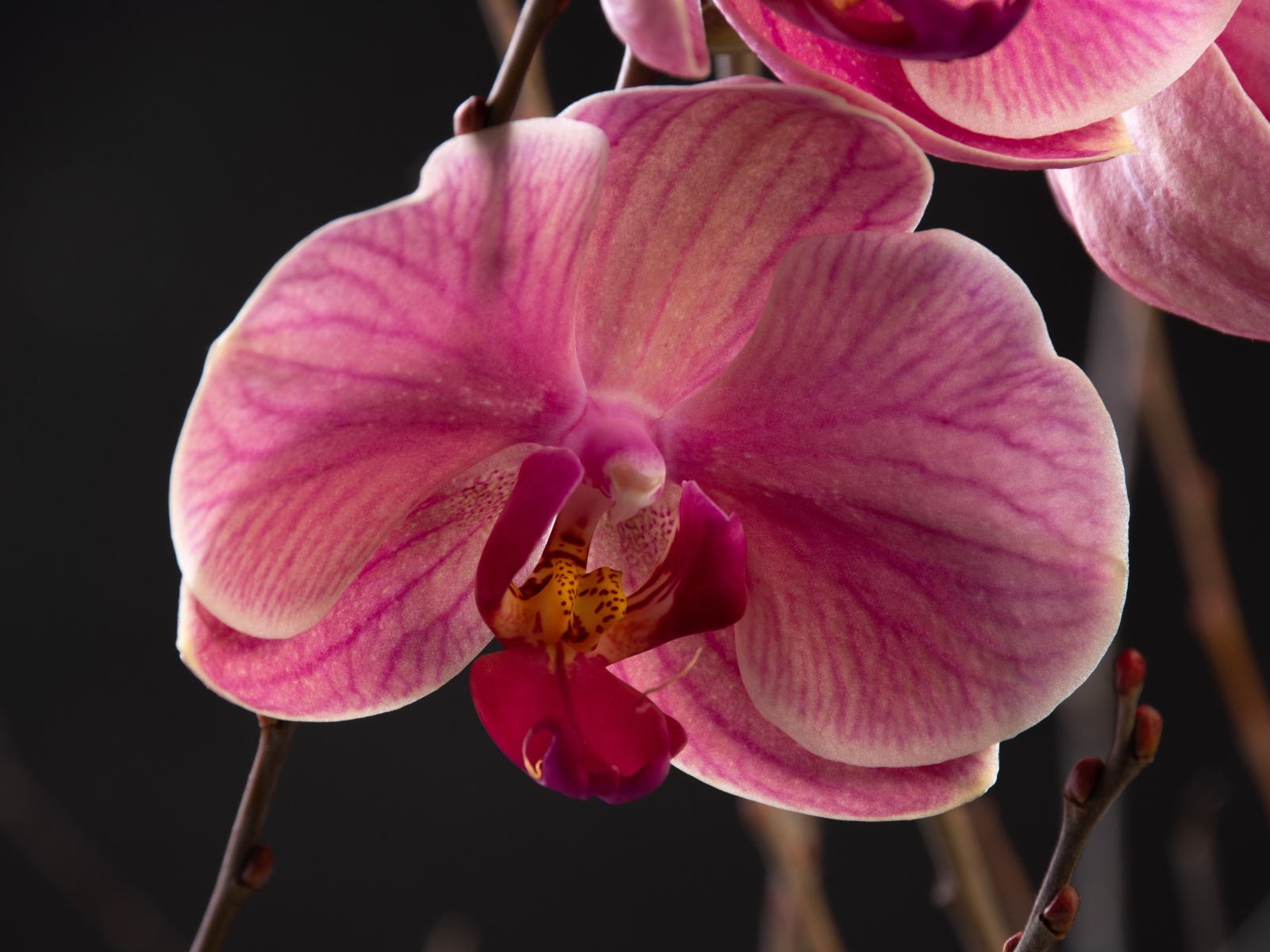 Большой розовый цветок орхидеи крупным планом